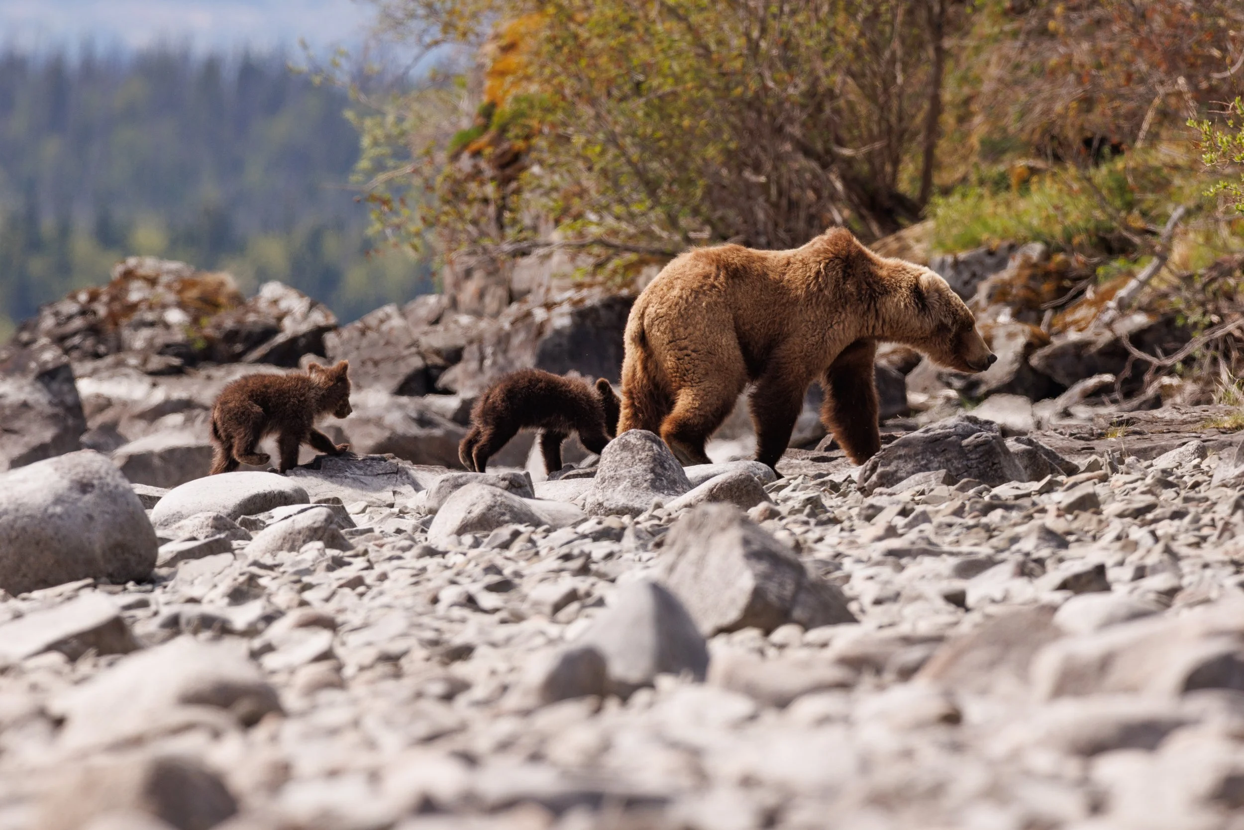 A mother grizzly bear watches over her two cubs of the year in Katmai National Park, Alaska in June 2026. Mother bears pass on a culture,  like where to forage, den, and move safely, to their cubs. They also teach their offspring how to interact with