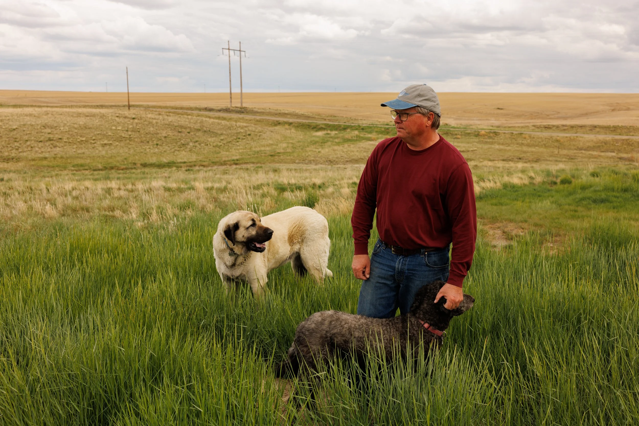 Steven Ahrens, 63, with his 180-pound livestock guardian dog named Billy on their farm outside of Shelby, Montana, on Tuesday, May 13, 2025. As grizzly bears move onto the prairie, farmers in Montana are repurposing an ancient solution for deterring