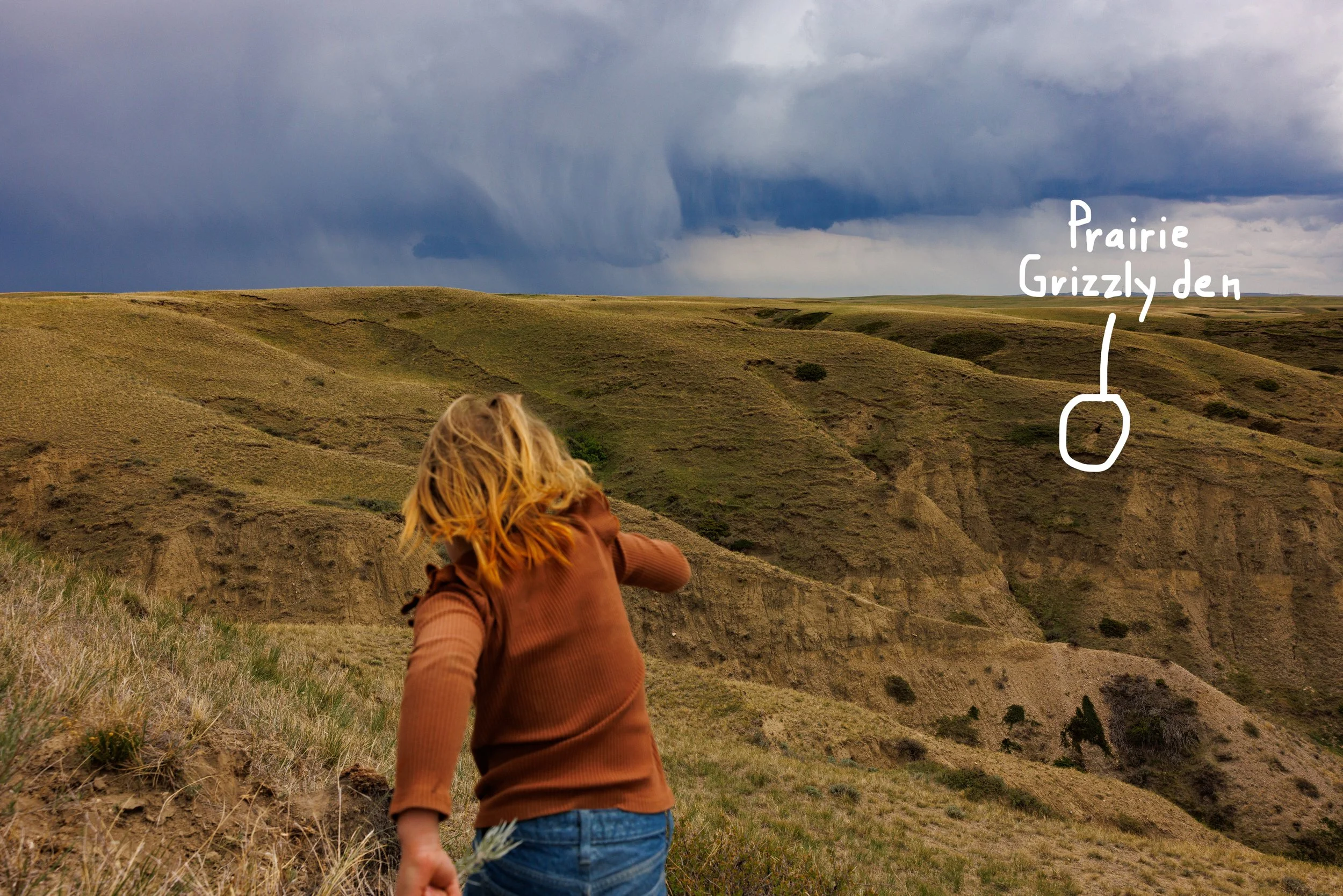 Jojo Becker, 5, explores a coulee with grizzly bear dens in the background outside of Valier, Montana, on Wednesday, May 14, 2025. The Becker family estimate there are eight grizzly dens nearby. They adopted two livestock guardian dogs for deterring 
