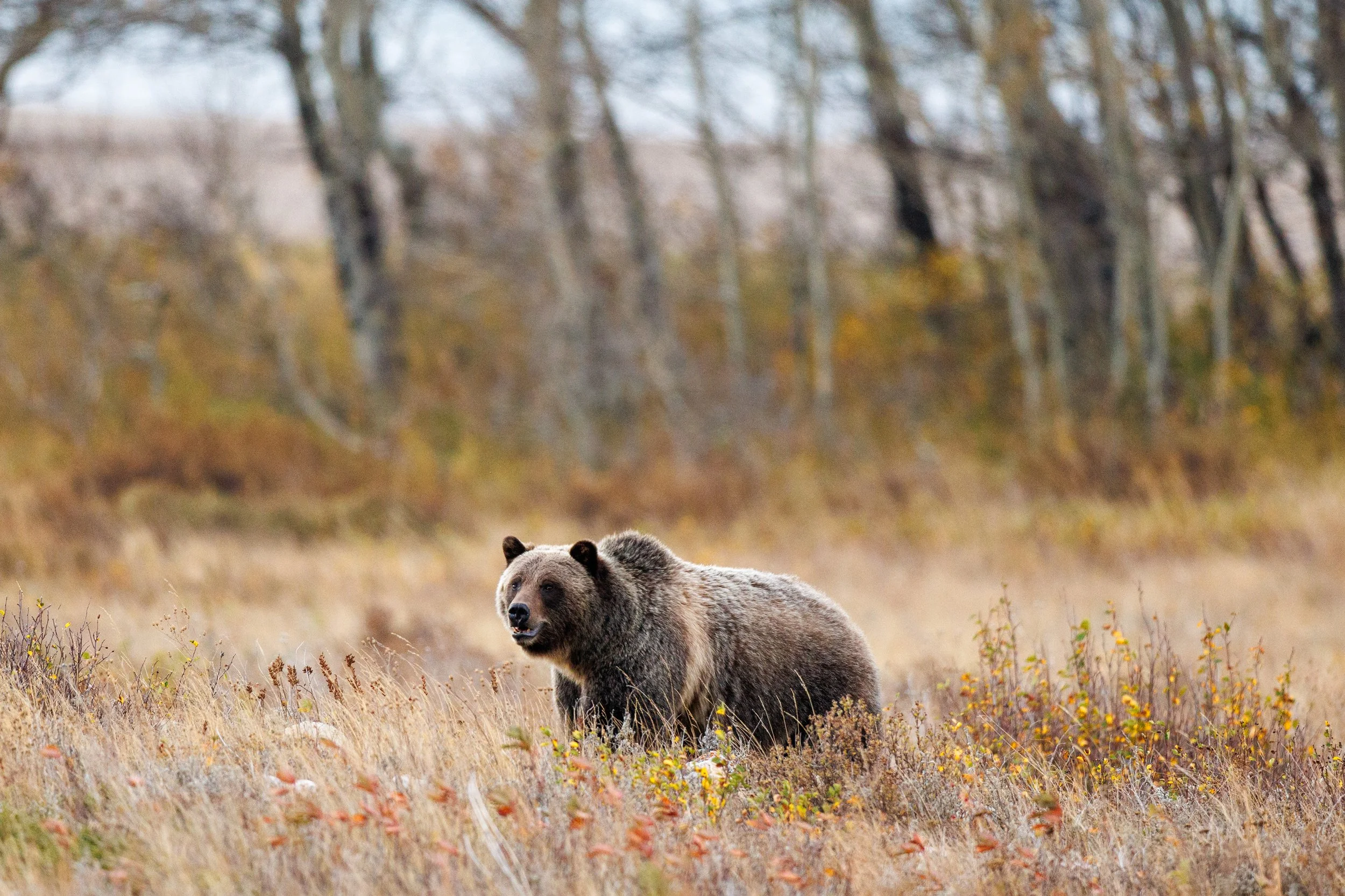 A grizzly bear during fall in Glacier National Park, Montana on Tuesday, September 30, 2025. Glacier is a part of the Northern Continental Divide Ecosystem (NCDE), which contains the highest concentrations and largest grizzly bears in the lower 48 st
