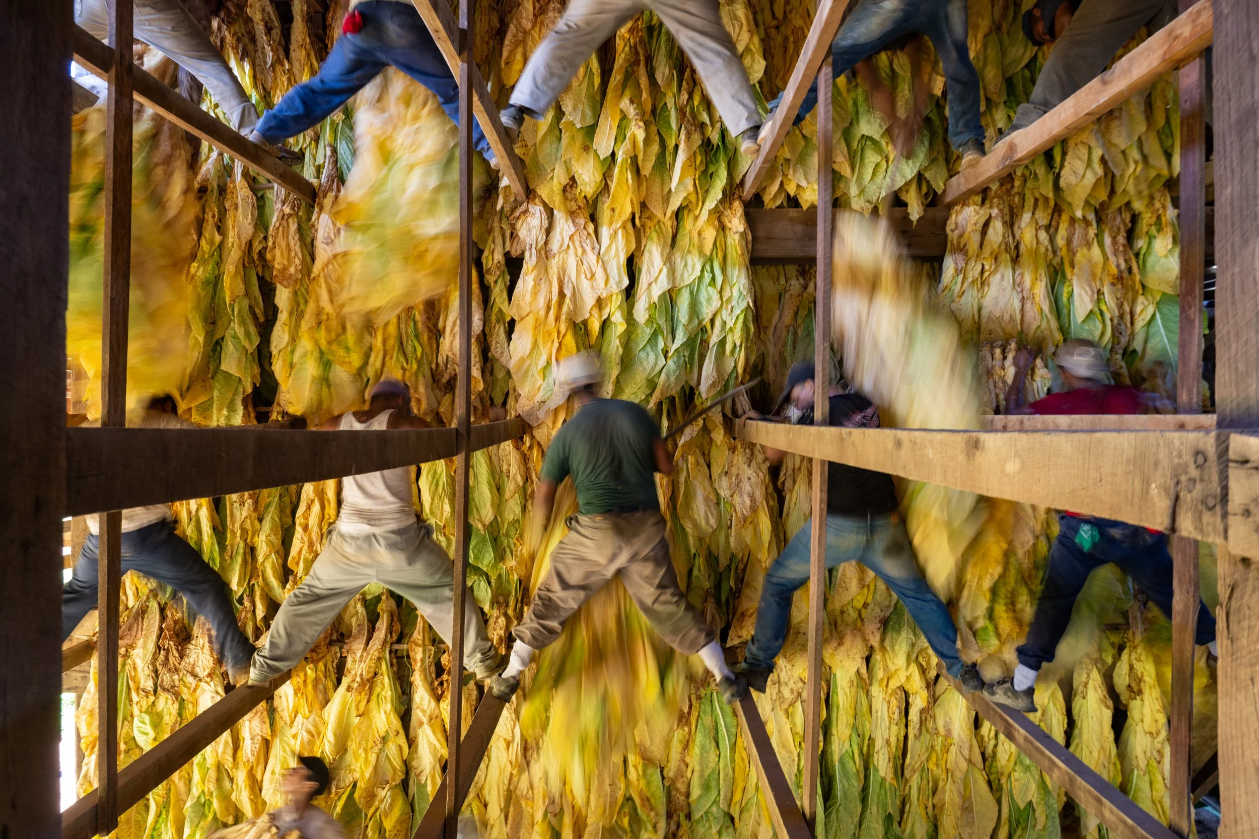 H2-A temporary agricultural workers from Mexico and Nicaragua pass burley tobacco up into the barn rafters to dry on the  Dunaway Farm near Berry, Kentucky, on Tuesday, August 13, 2024. 