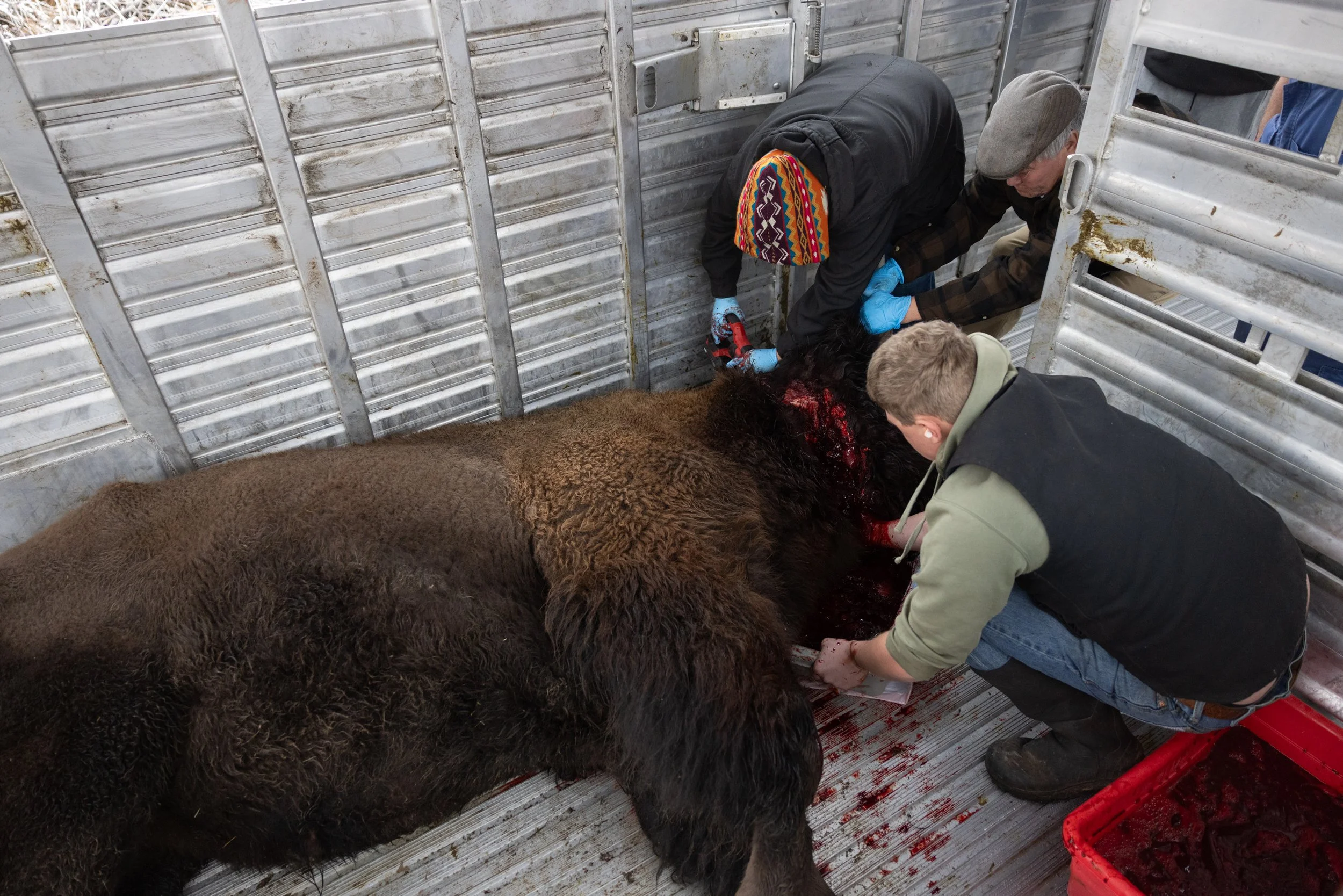 Christina Flammond, her father Chris, and agricultural center staff remove the head of a bull Buffalo using a sawzall during an educational experience for Indigenous students in Missoula on Tuesday, December 17, 2024.