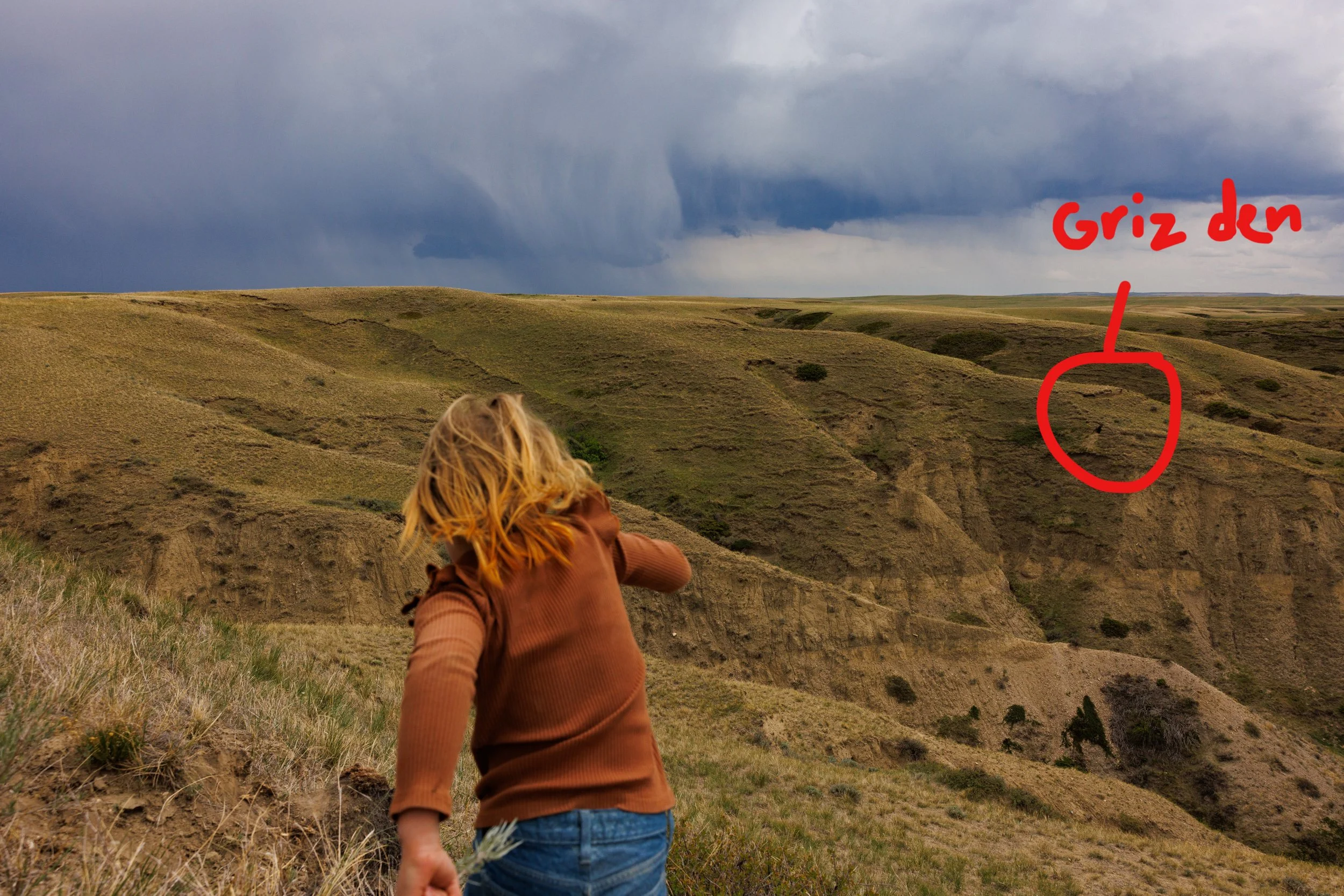 Jojo Becker, 5, explores a coulee with grizzly bear dens in the background outside of Valier, Montana, on Wednesday, May 14, 2025. The Becker family have at least five grizzly bear dens on their property. They adopted two livestock guardian dogs for