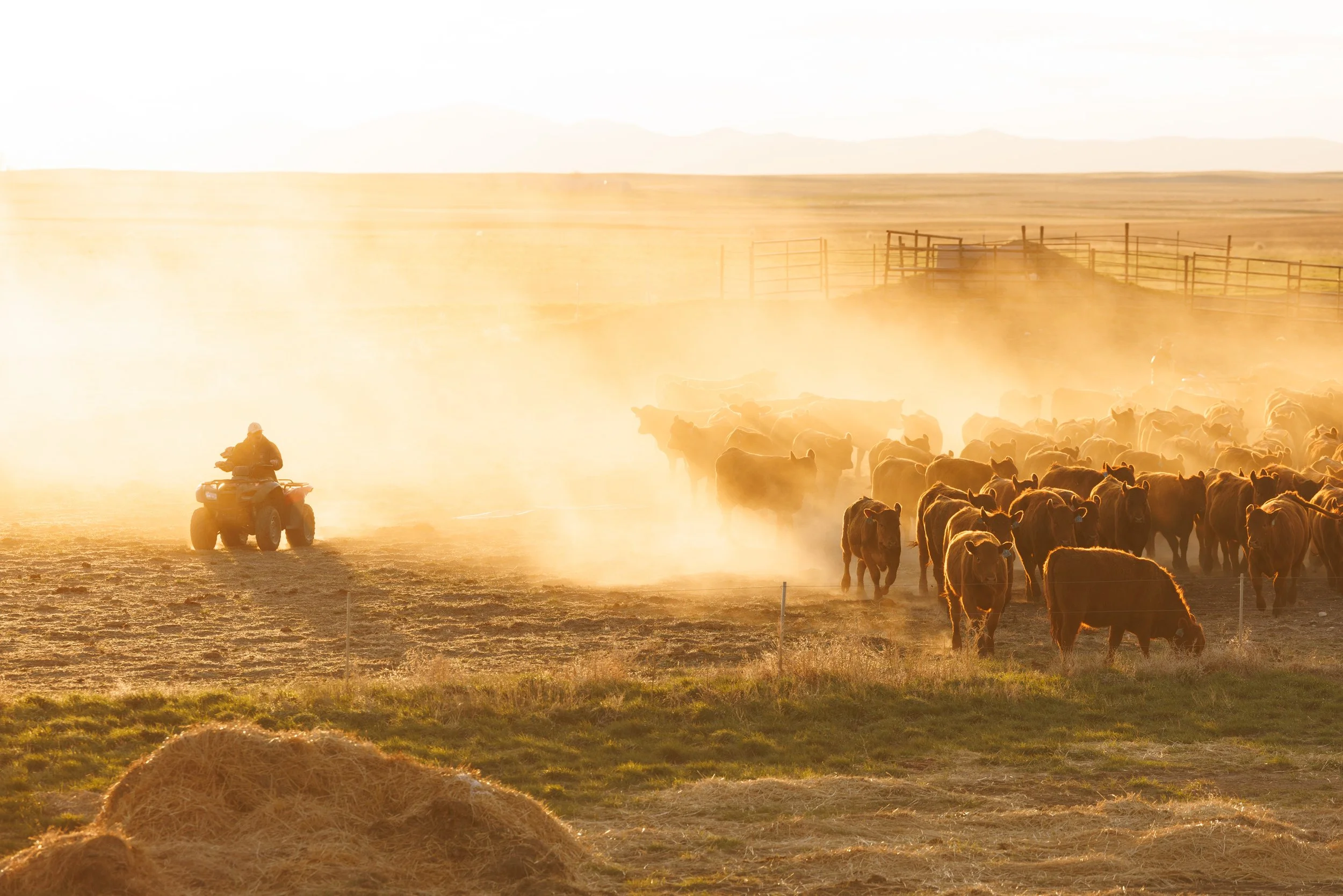 Rancher Dale Veseth unloads and moves replacement heffers by four wheeler south of Malta, Montana, on Wednesday, April 29, 2026. "Ranchers cannot afford to ranch here because the price of land has gone up," Veseth said.