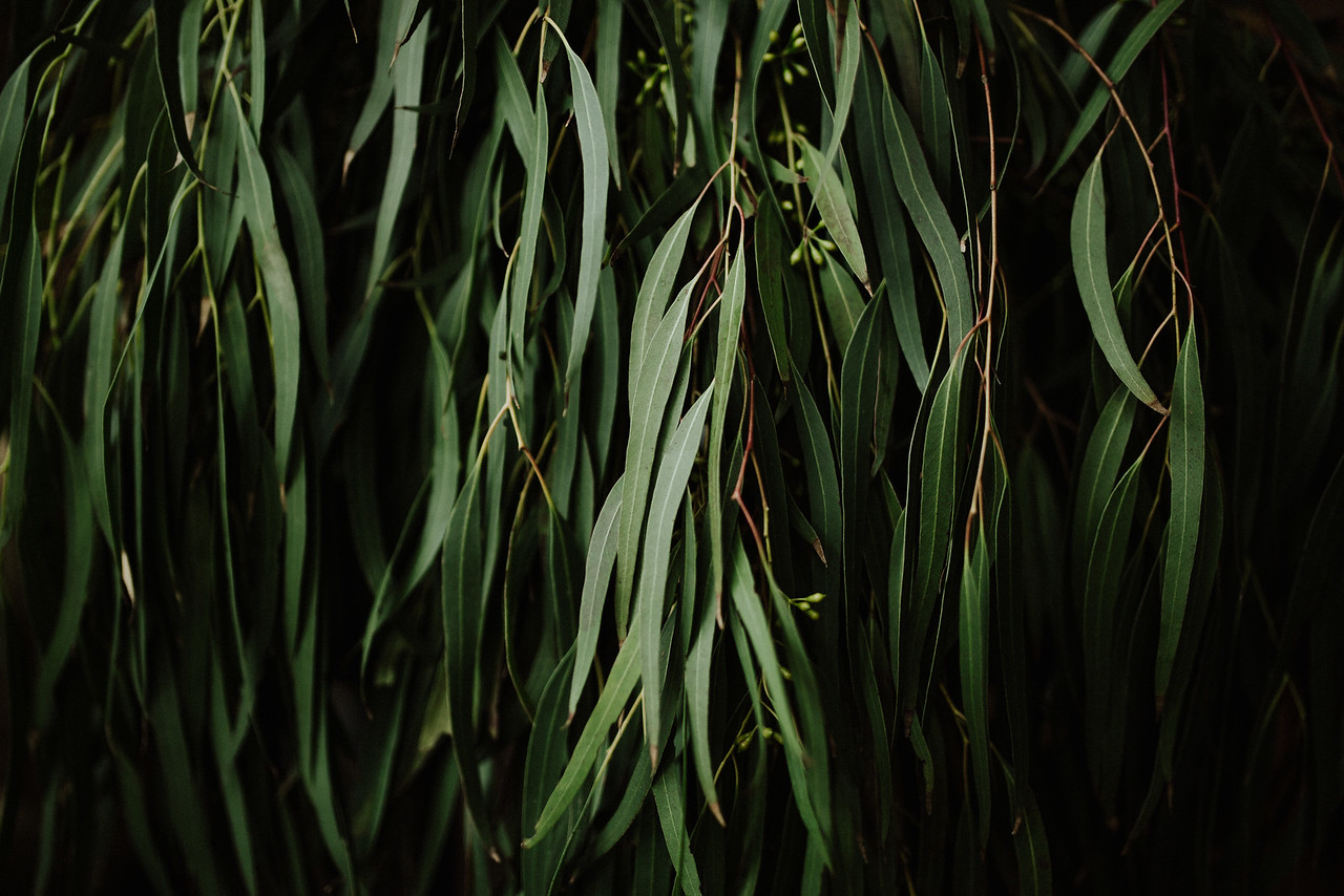 greenery#3 flora.jpg