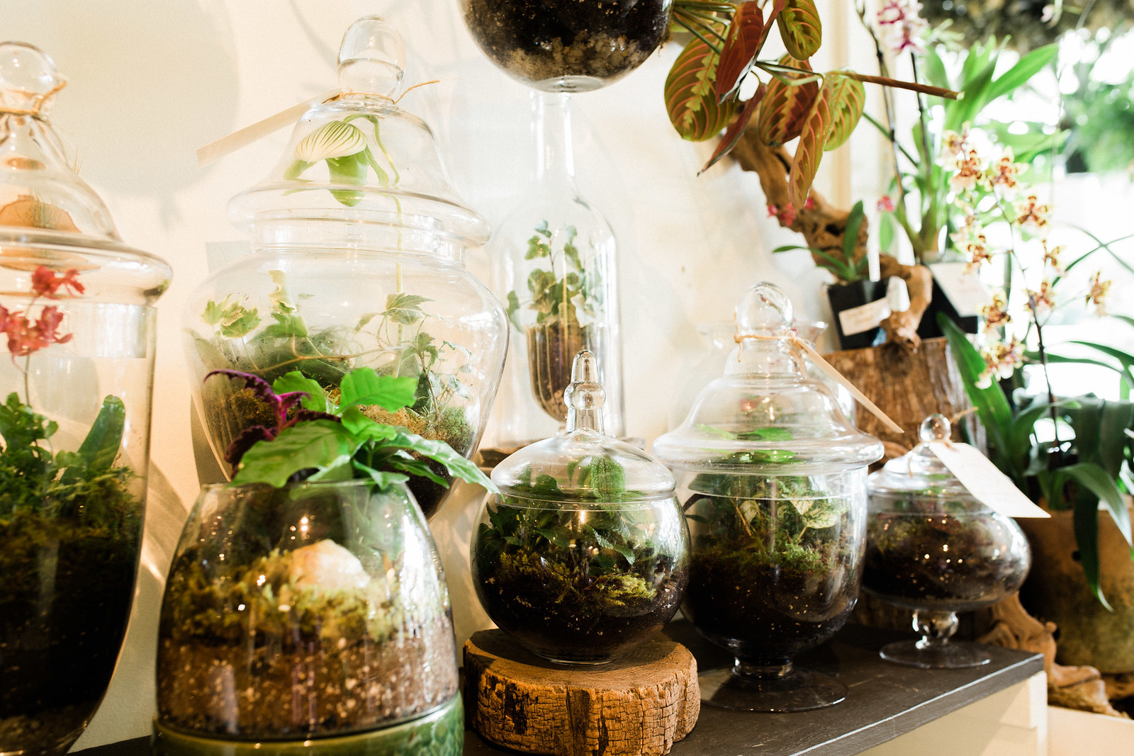 terrariums & more