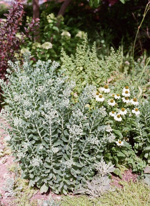 Flora grows things in all sorts of places. We have a field garden in West Asheville behind our shop, and maintain the urban garden median across the street. Our newest endeavor is a flower farm out in Candler. Step inside our shop and you will find plants growing on our walls and in every nook and corner!
