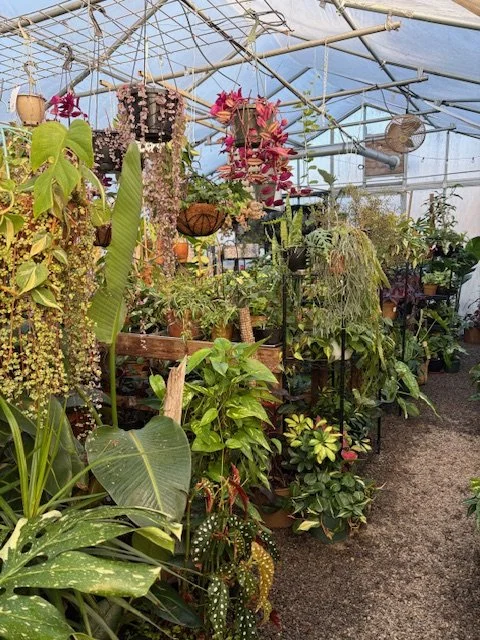 WORKSHOP: Create an XL Open Terrarium at Flora's Greenhouse!