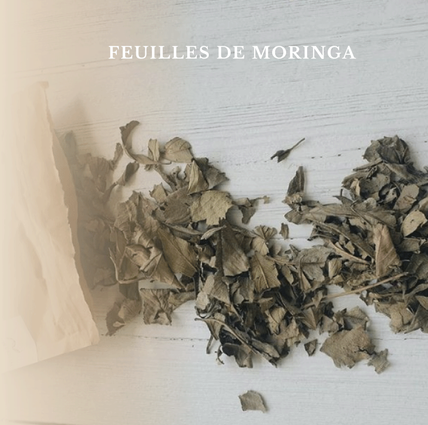 feuilles_moringa.png