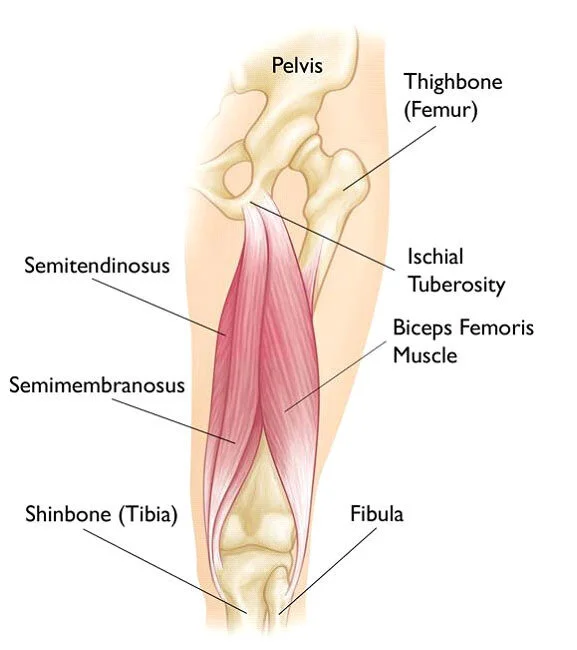 Hamstring Muscles