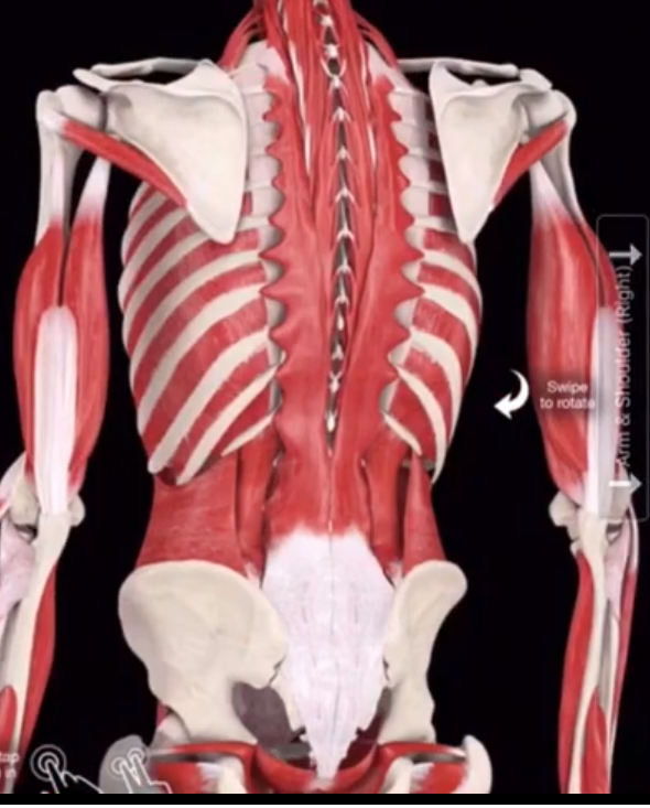 How To ACTUALLY Strengthen Your Core Muscles