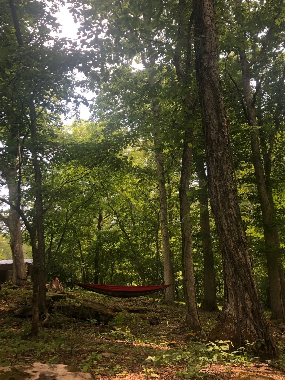 hammock.jpeg