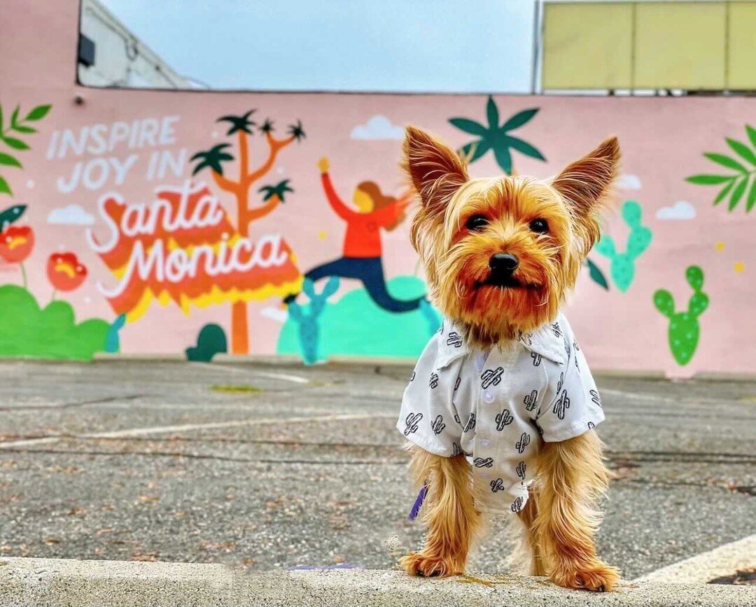 How can this photo of @bodeandriley not bring a smile to your face?! ⠀⠀⠀⠀⠀⠀⠀⠀⠀
⠀⠀⠀⠀⠀⠀⠀⠀⠀
#happytuesday #inspirejoy #santamonica #alfalfa