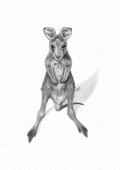 EASTERN GREY KANGAROO