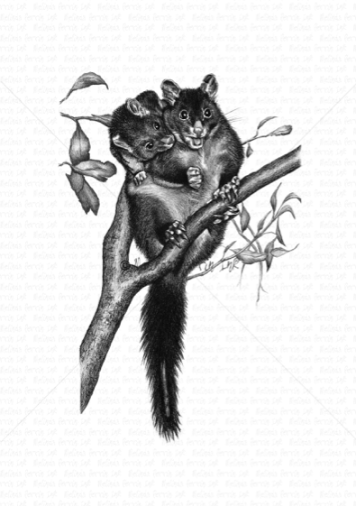 BRUSHTAIL POSSUM