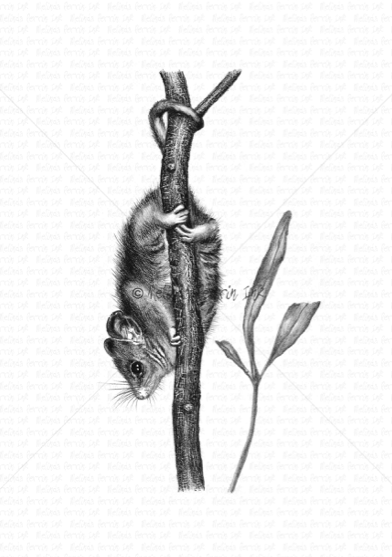 EASTERN PYGMY-POSSUM