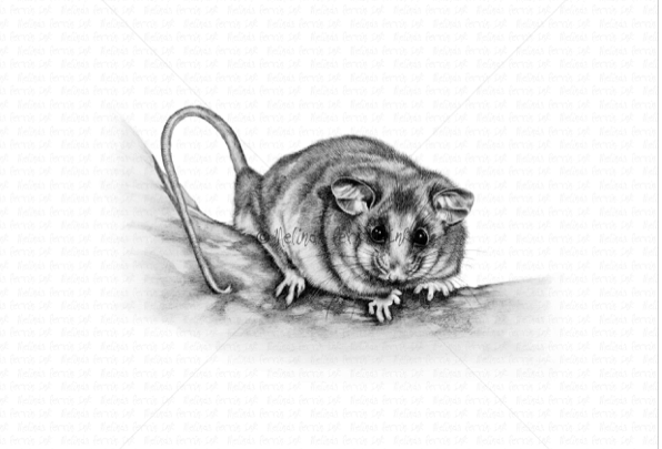 MOUNTAIN PYGMY-POSSUM