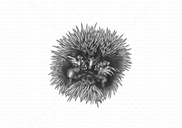 SHORT BEAKED ECHIDNA