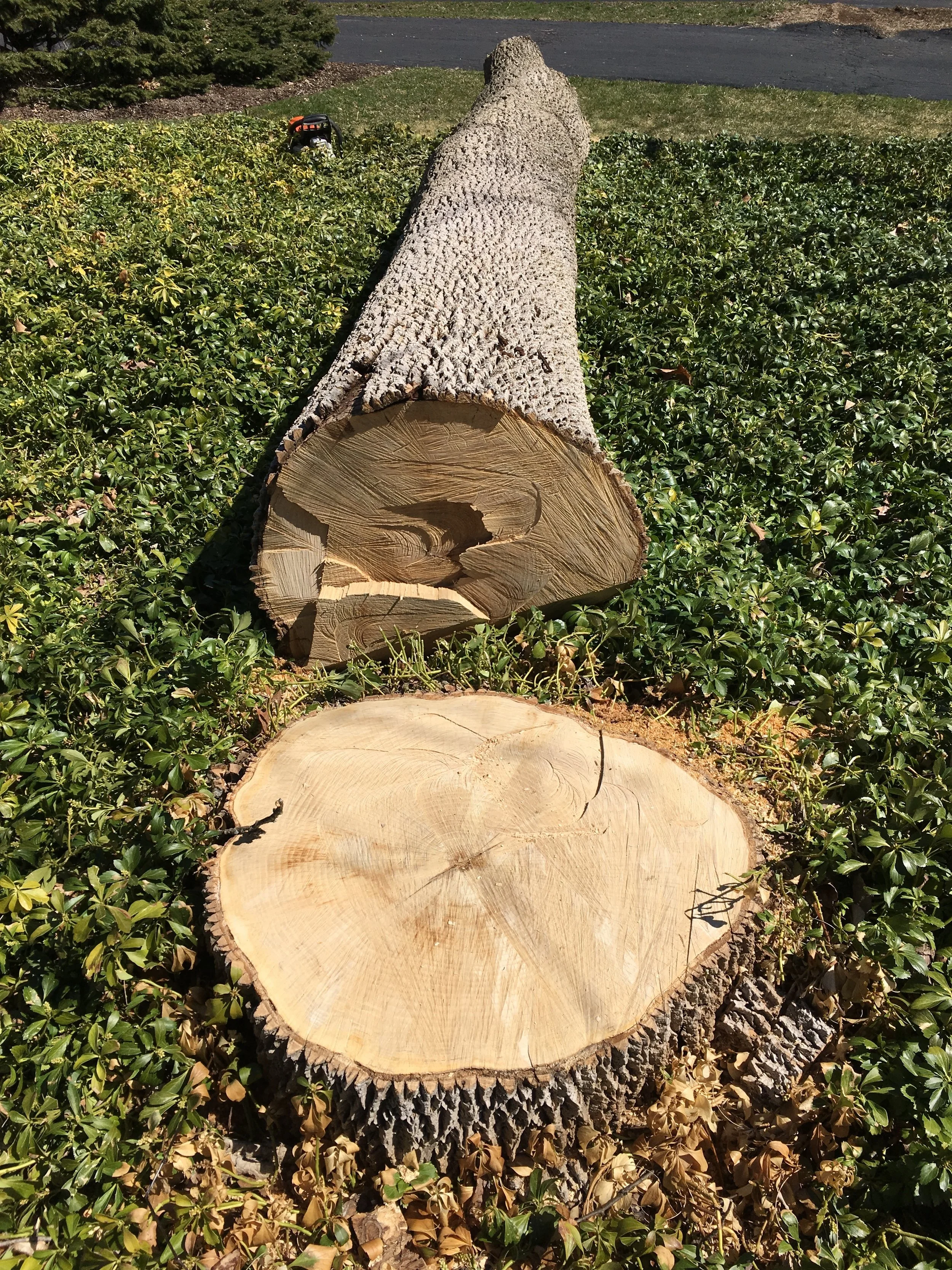 Big Tooth Co_Ash_wood_mill_live edge woodworking.jpg