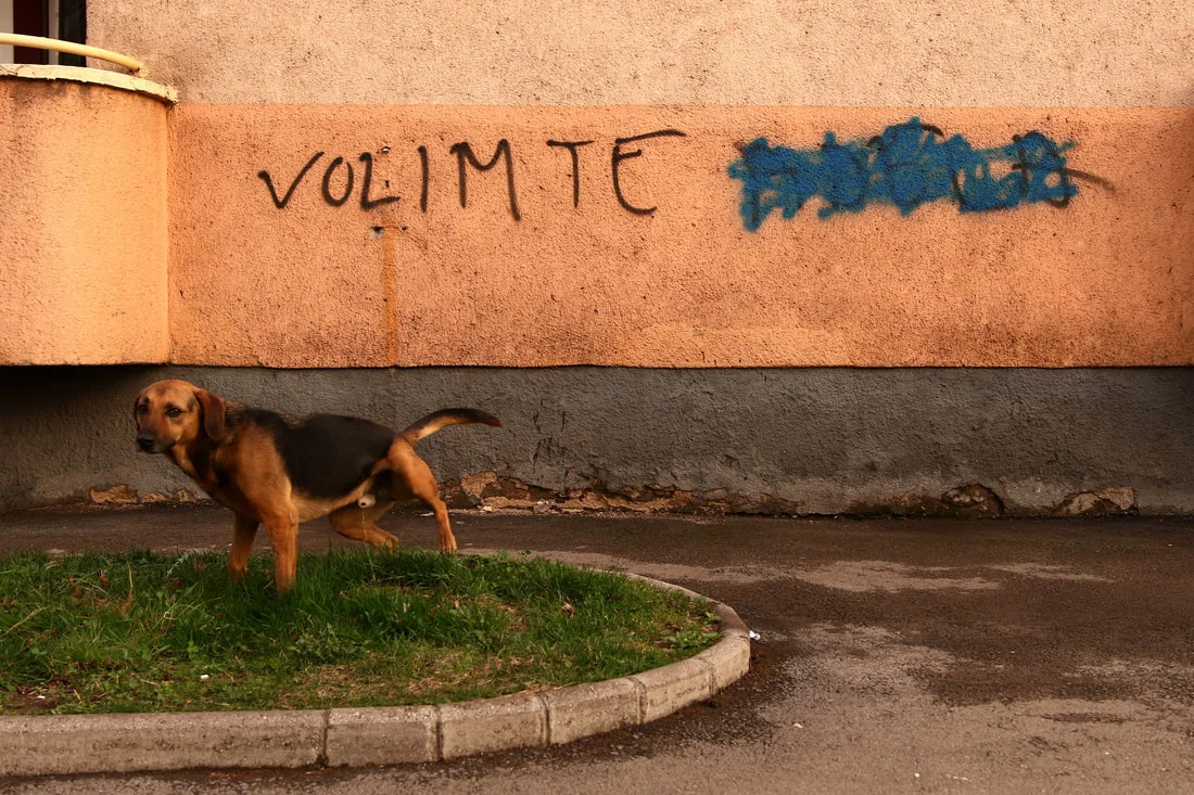March 20, 2017, Zenica - A stray dog is seen in front of a graffiti saying "Volim te (I love you)." The total number of stray dogs in Bosnia is unknown, but in Zenica there is estimated to be more than 6,000 and in Sarajevo more than 15,000.