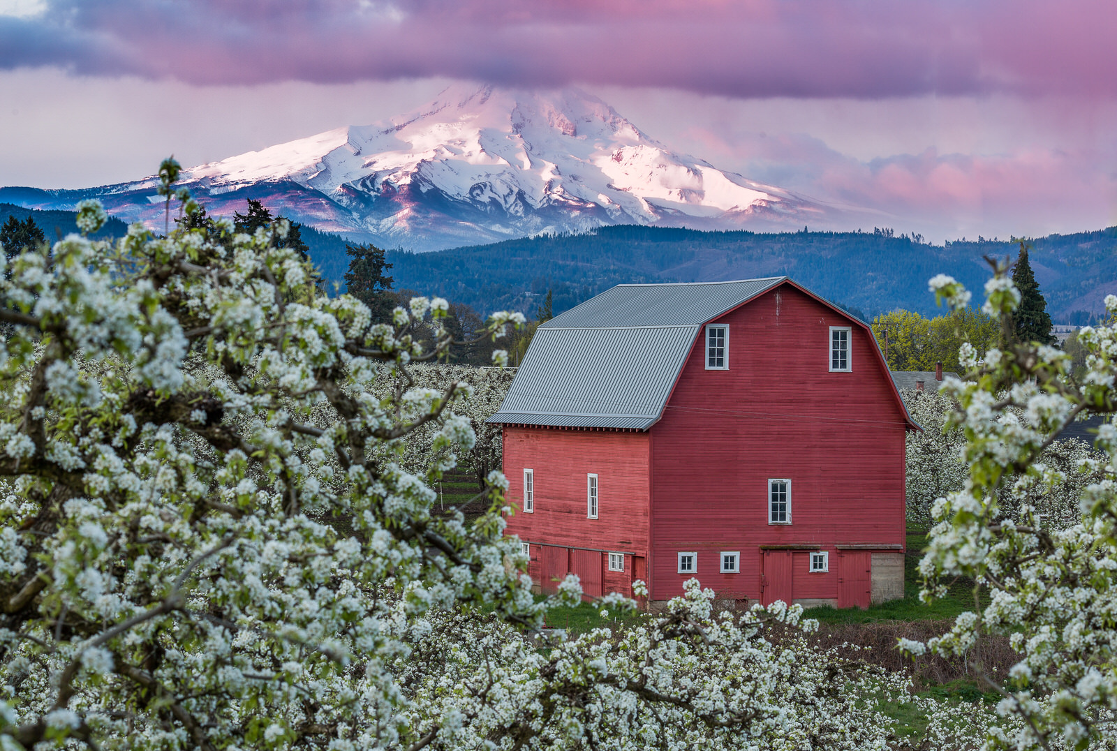  Blossoms surround the Laraway barn in Hood River 