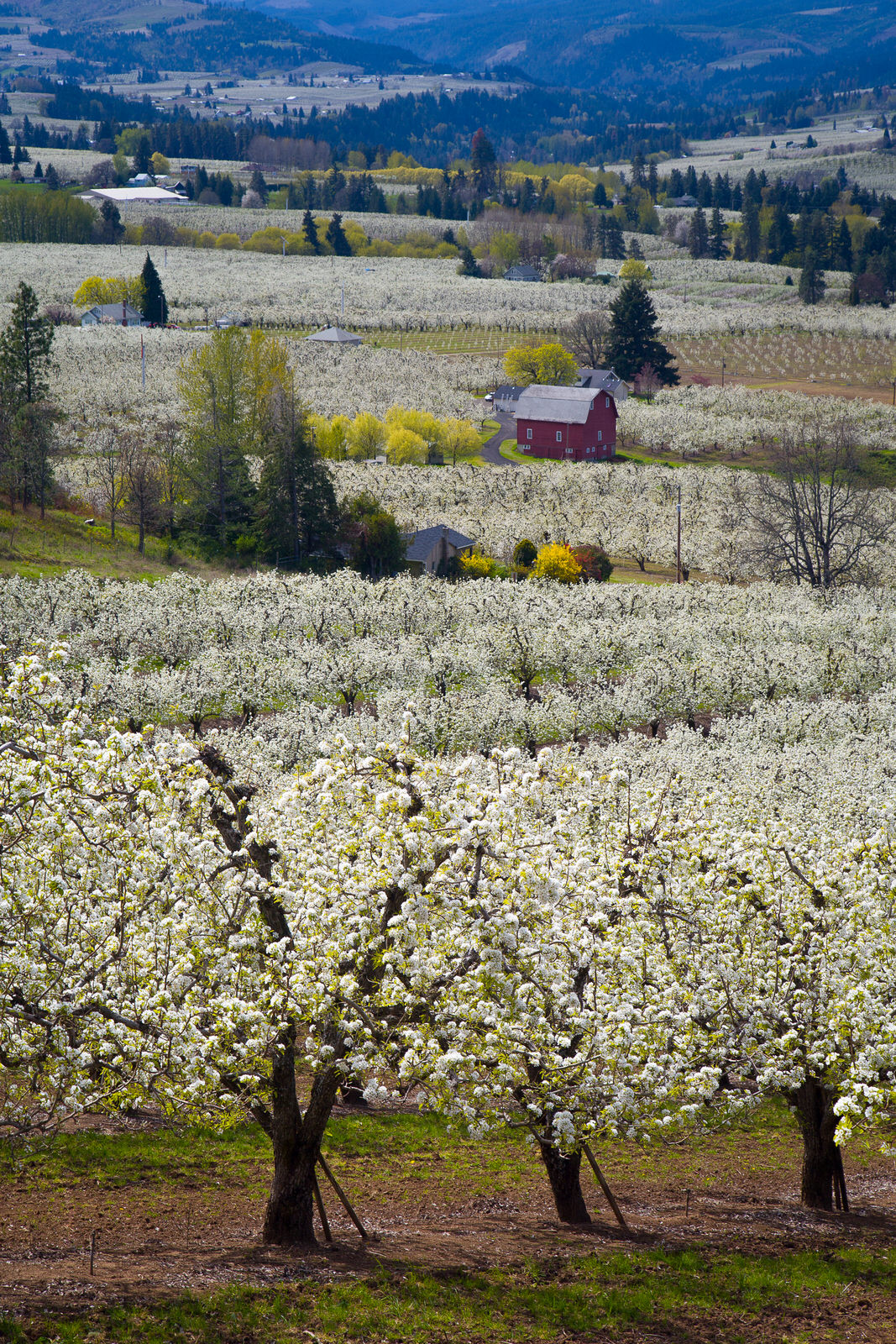  Orchards in bloom in Hood River, Oregon 