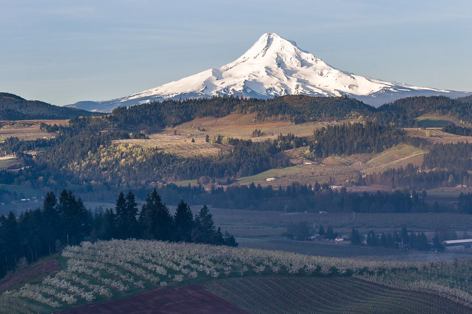 Mt. Hood from Panorama Point