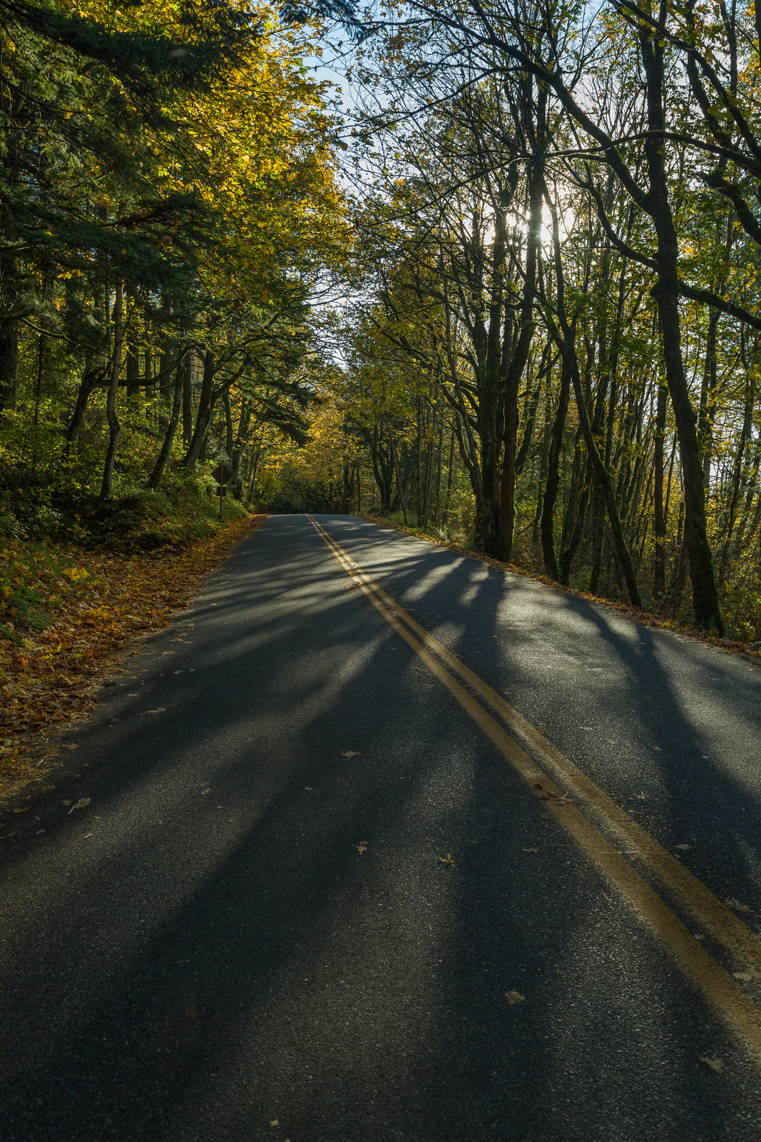  Long shadows along the old Columbia River Gorge Scenic Highway 