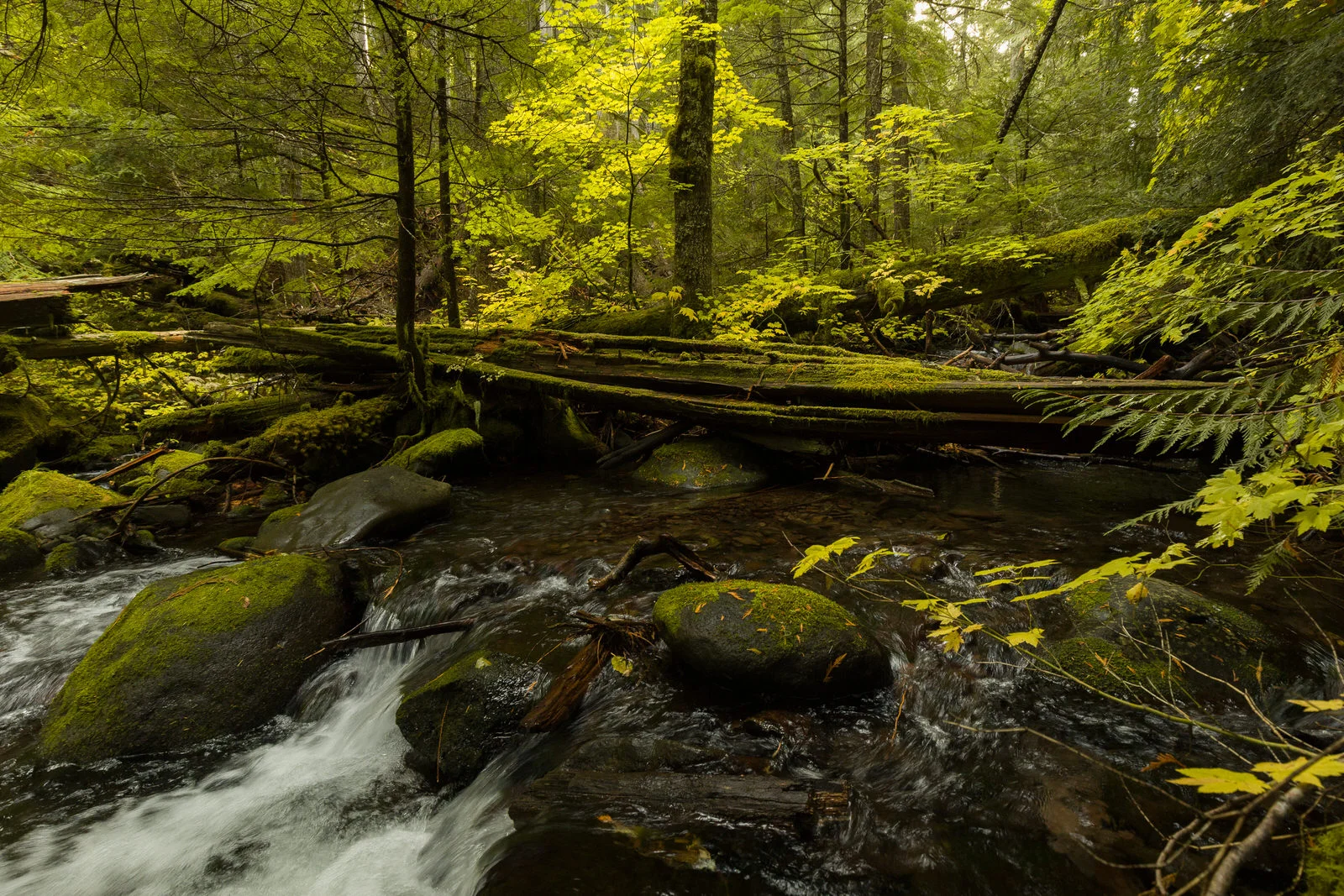 Magical glow in the forest near Parkdale