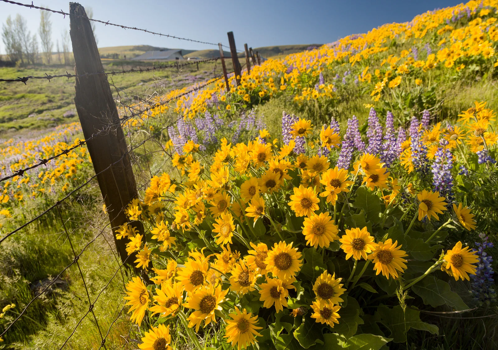 Arrowleaf balsam root and lupine in the Columbia Hills