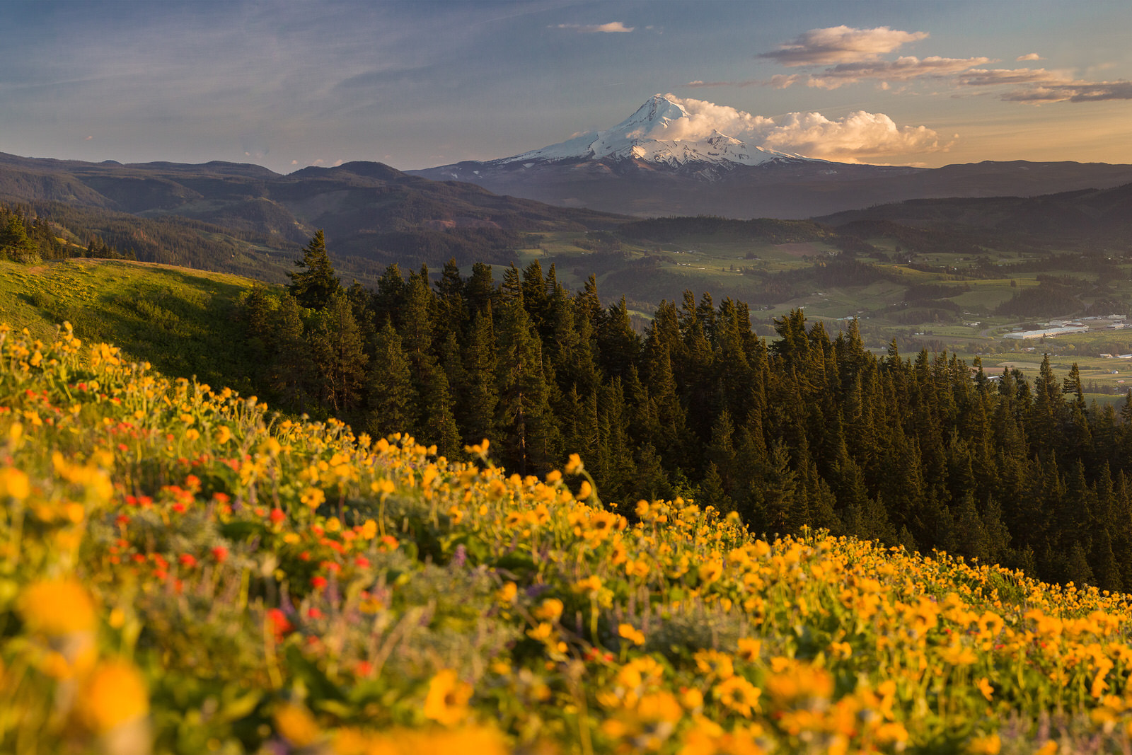 Wildflower panorama of Mt. Hood from the Whoopdee Trail