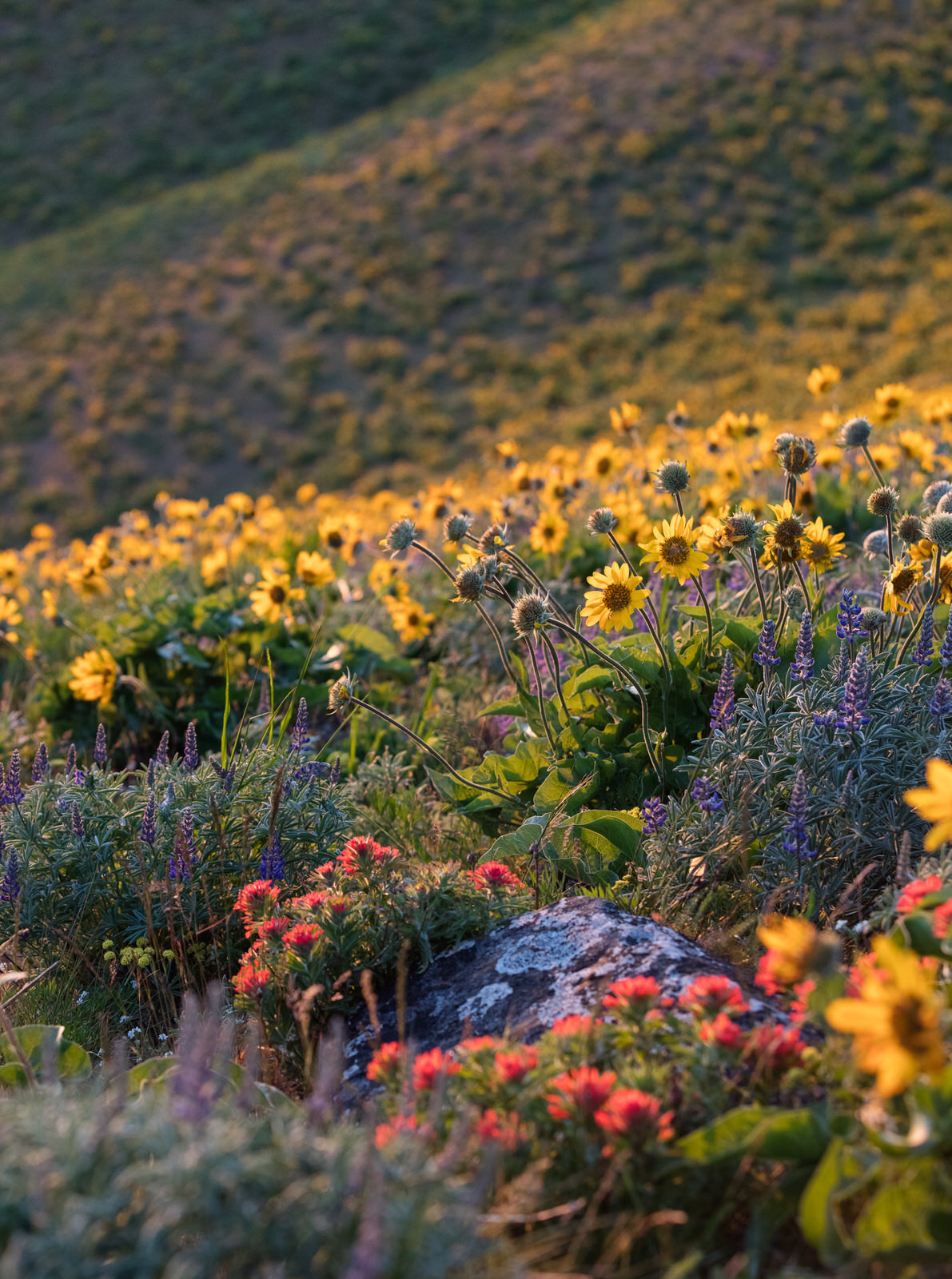 Blanket of wildflowers on the east hills