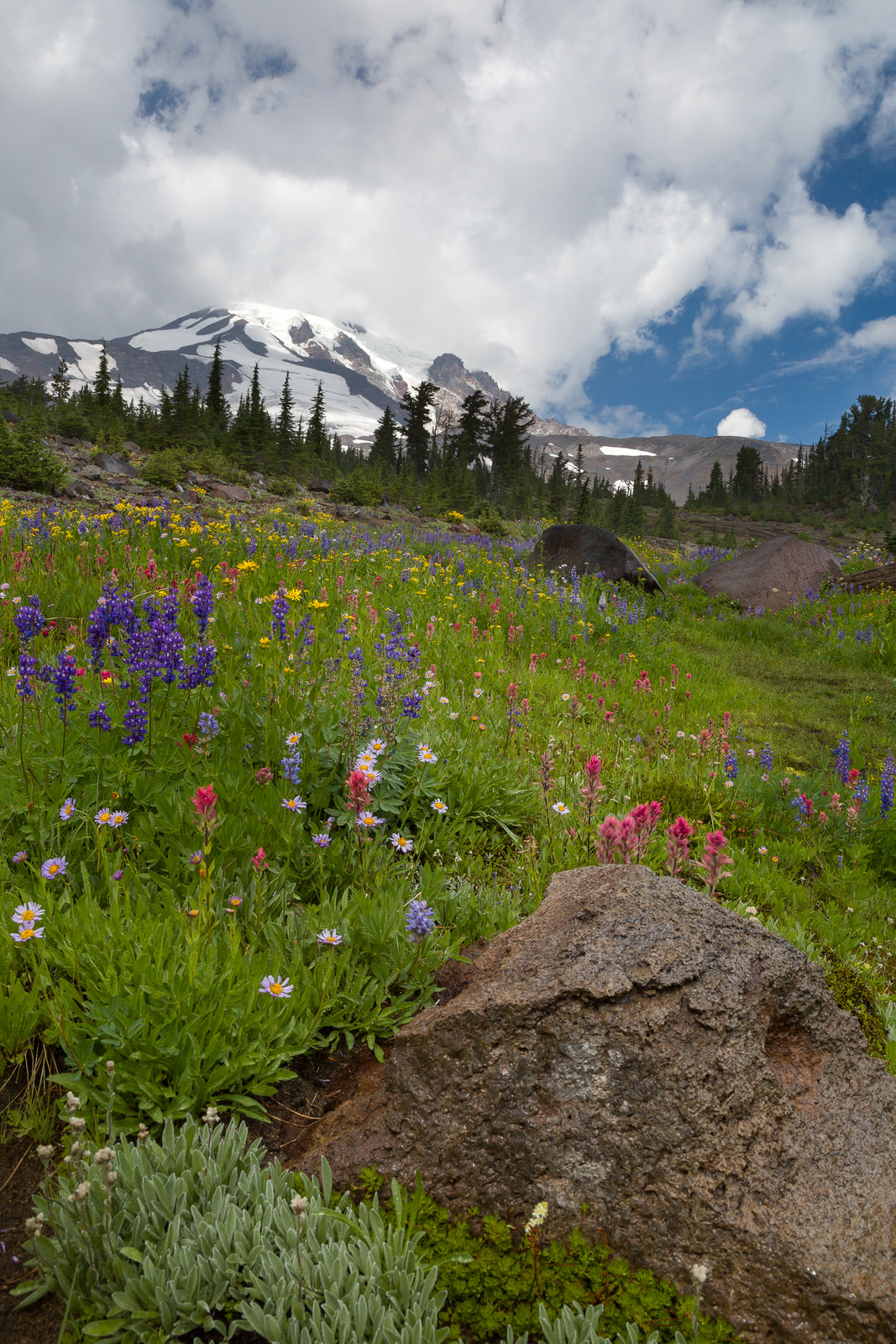  Wildflowers in Bird Creek Meadow below Mt. Adams 