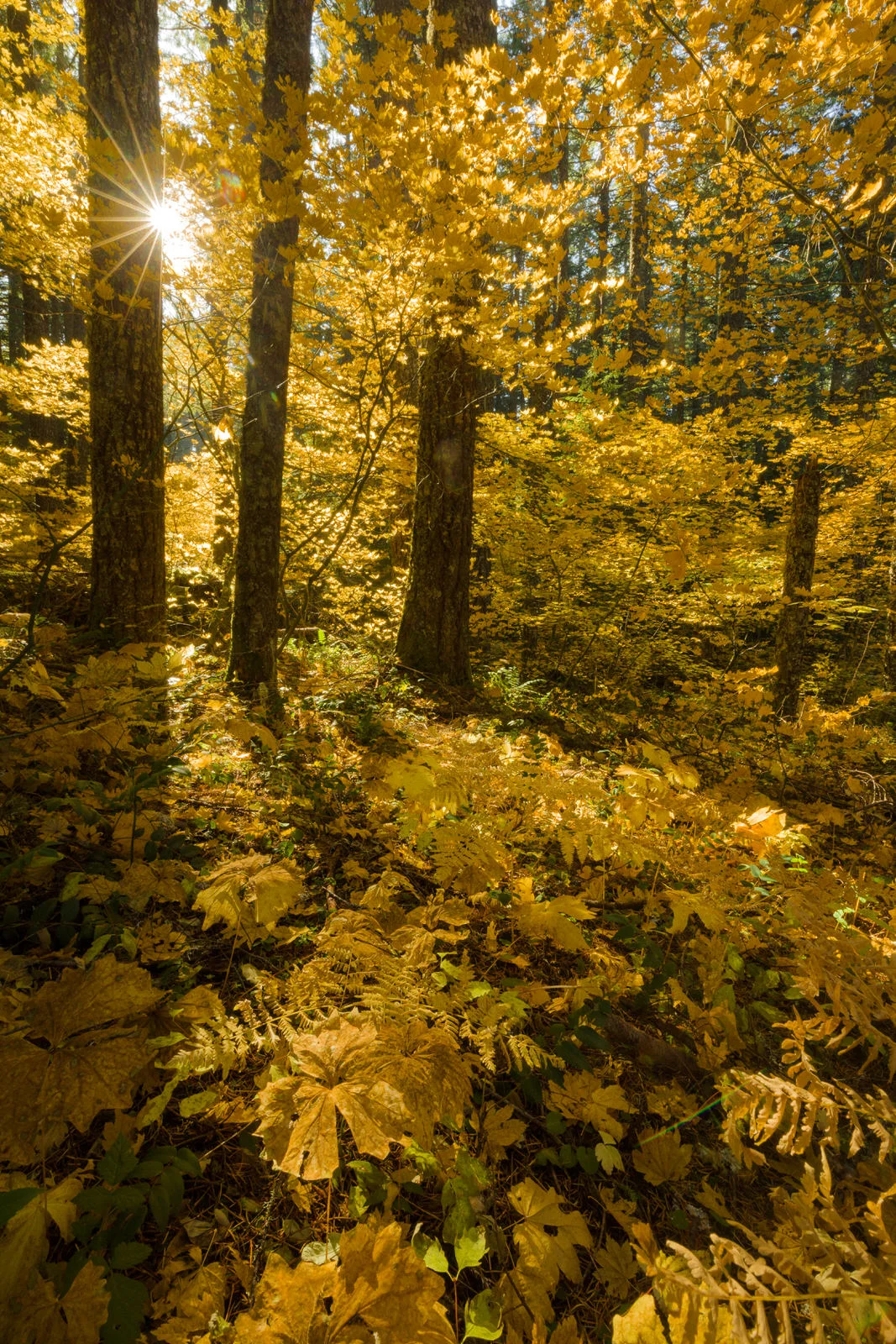 Filtered forest light on Mt. Hood