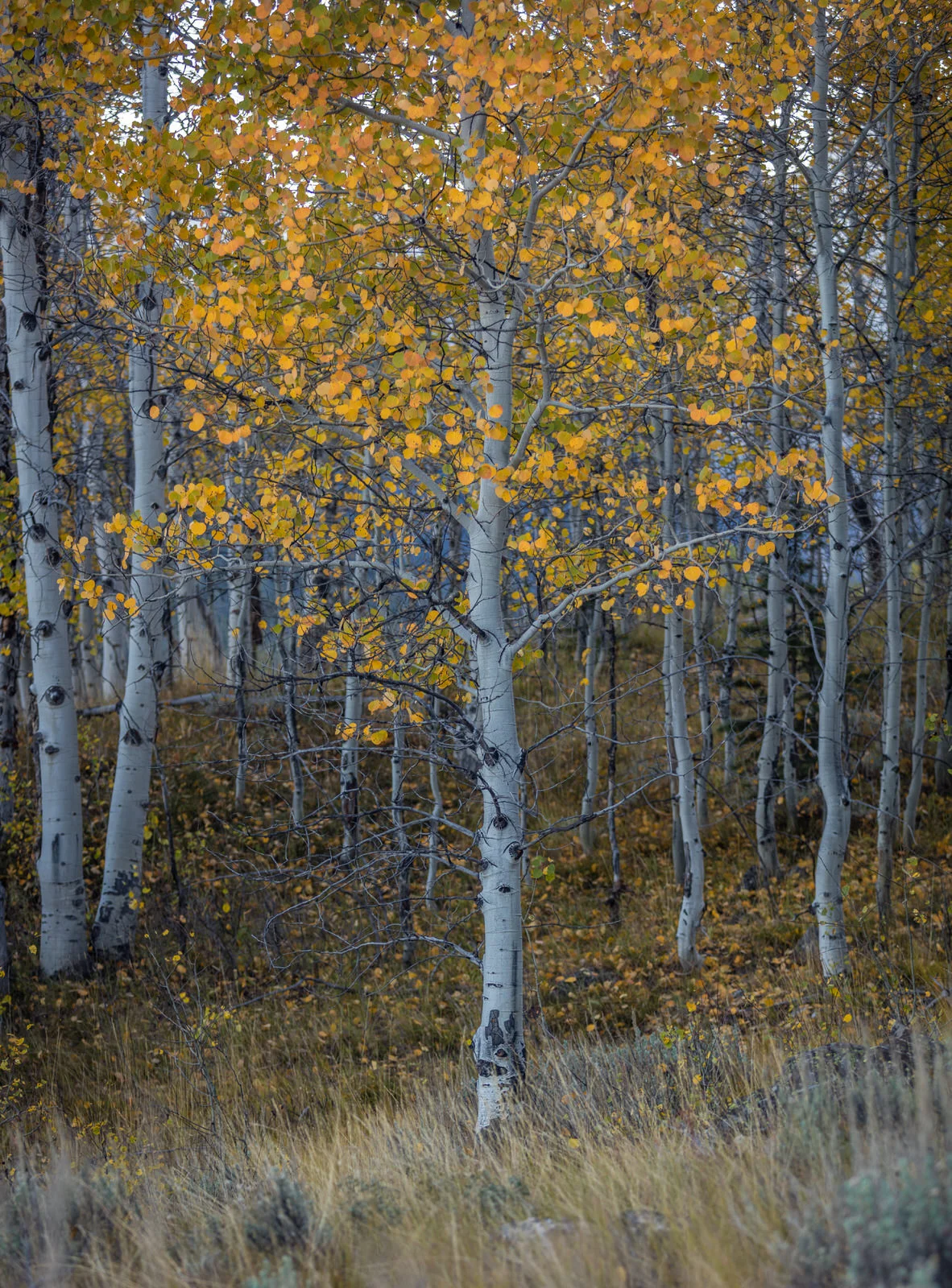 Aspen stand near Little Redfish Lake