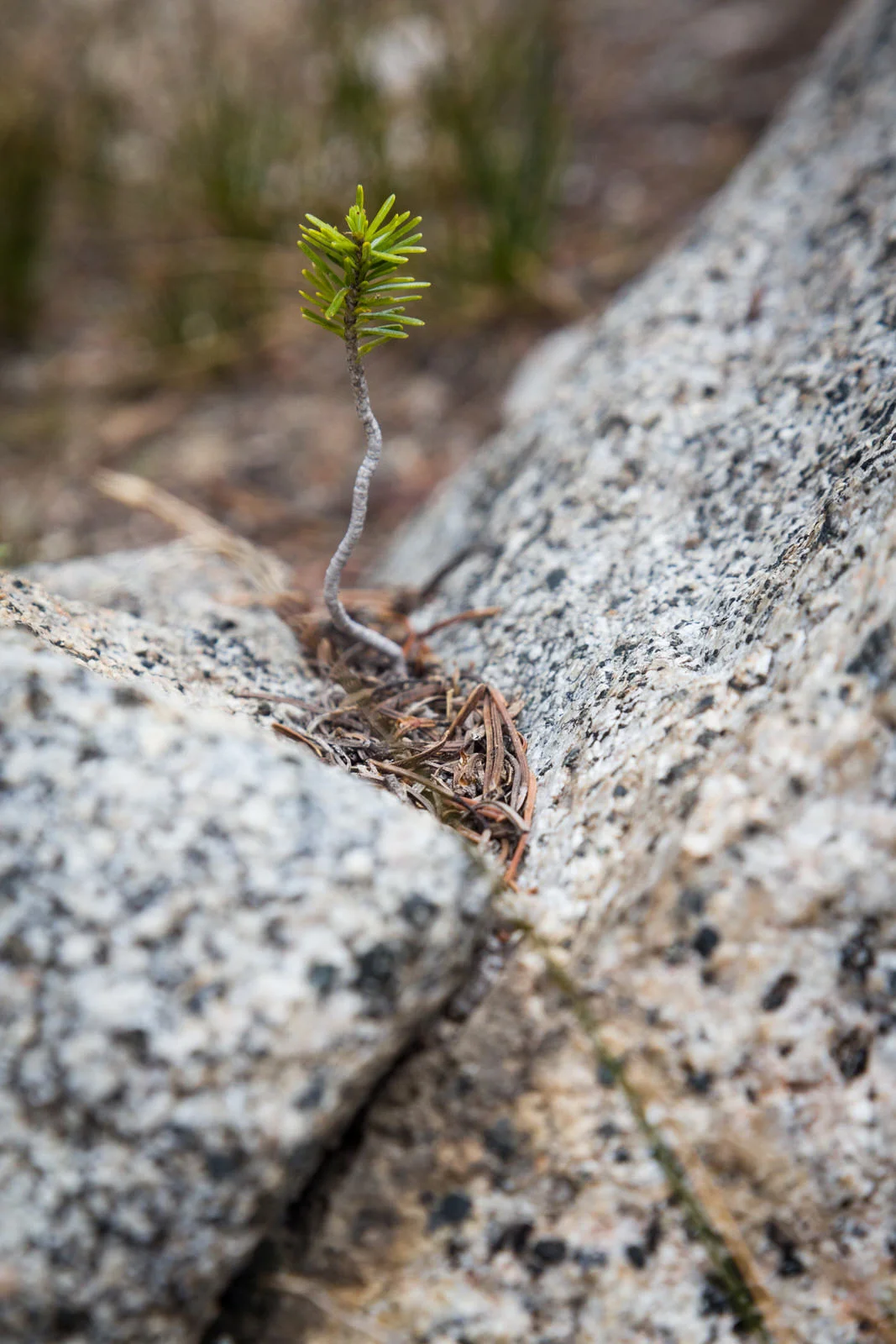 Signs of life in the Sawtooth Mountains