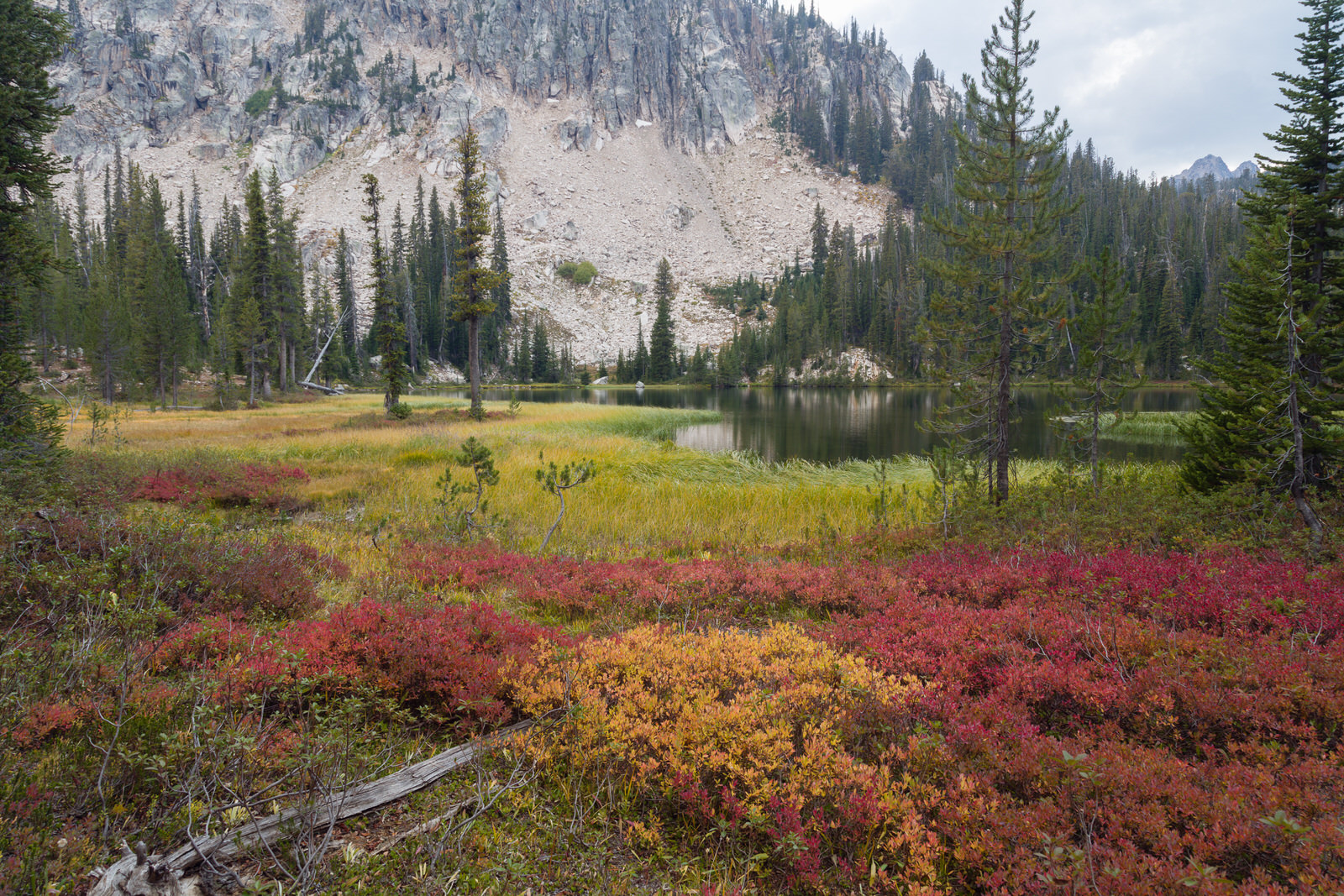  Huckleberry and marsh grass near Cramer Lake in the Sawtooths 