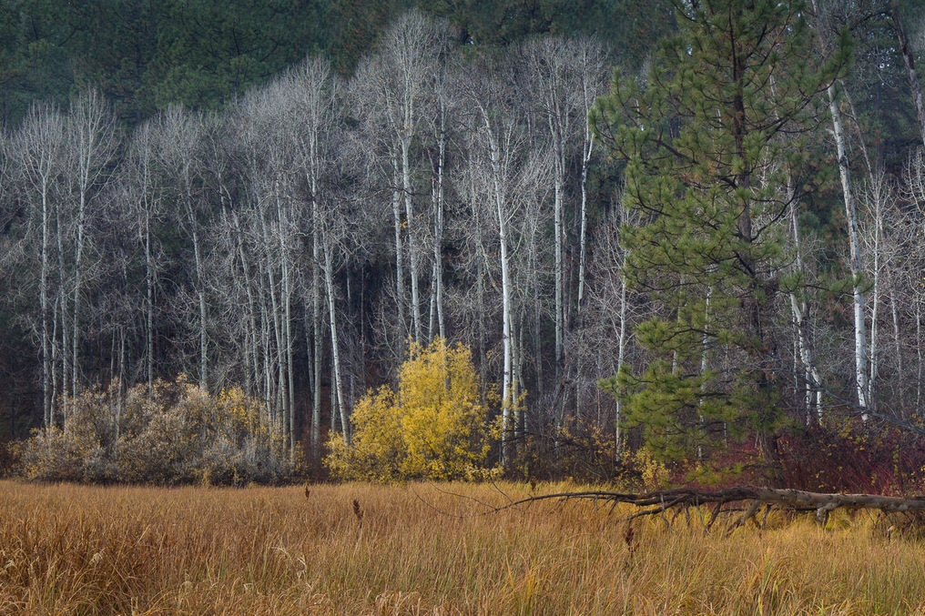  Marshy meadow along the Cascade Lakes Highway 