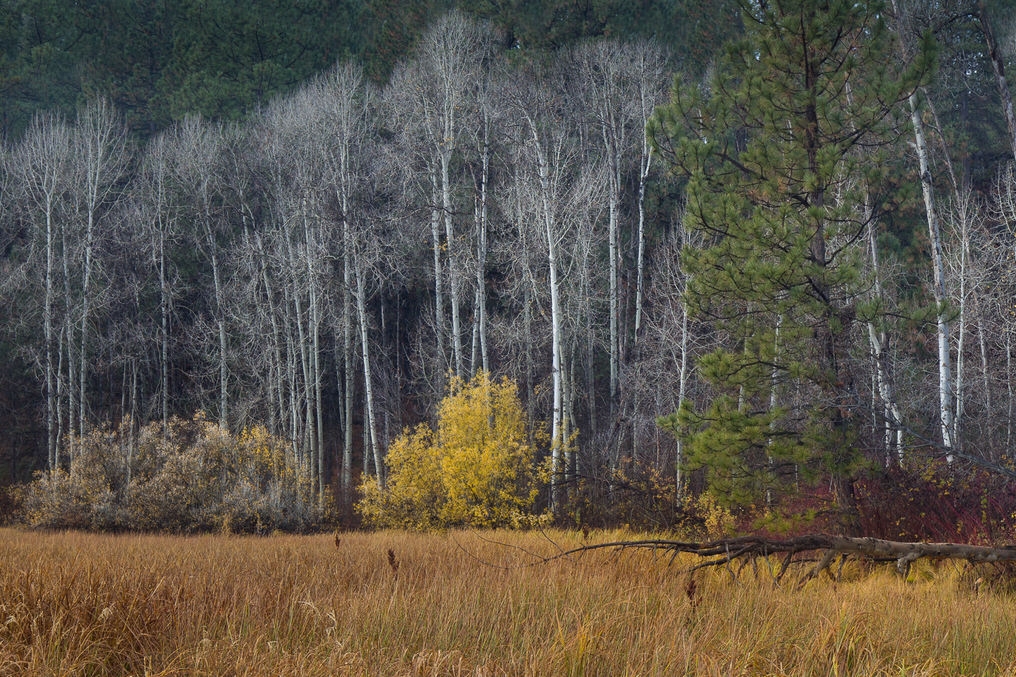 Marshy meadow along the Cascade Lakes Highway