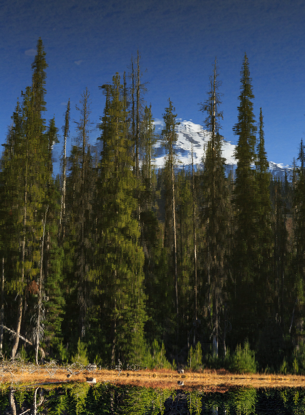  Mt. Adams reflected on the surface of Bird Lake 