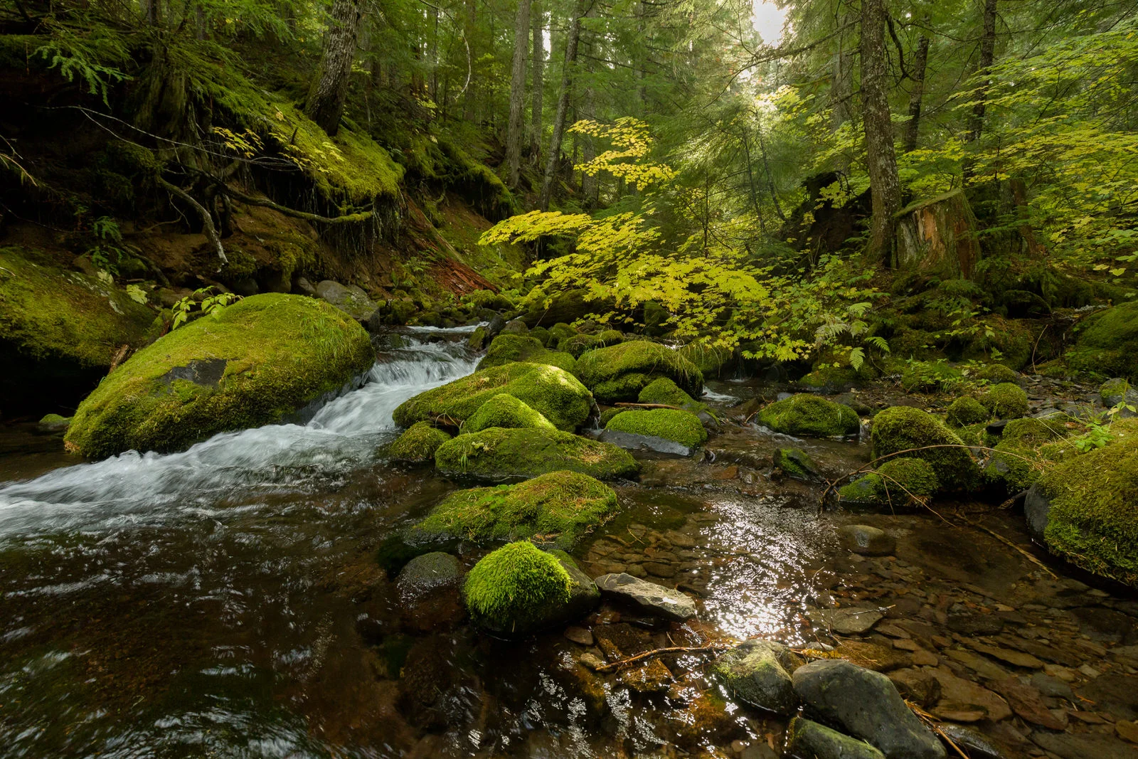 Magical forest understory near Parkdale, Oregon