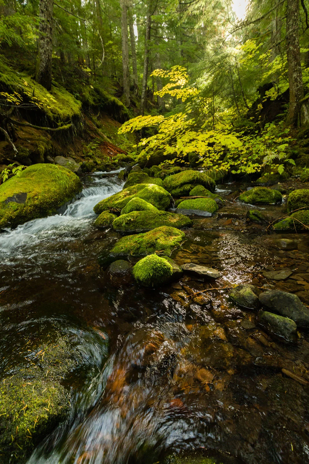 Filtered light in the forest near Parkdale, Oregon