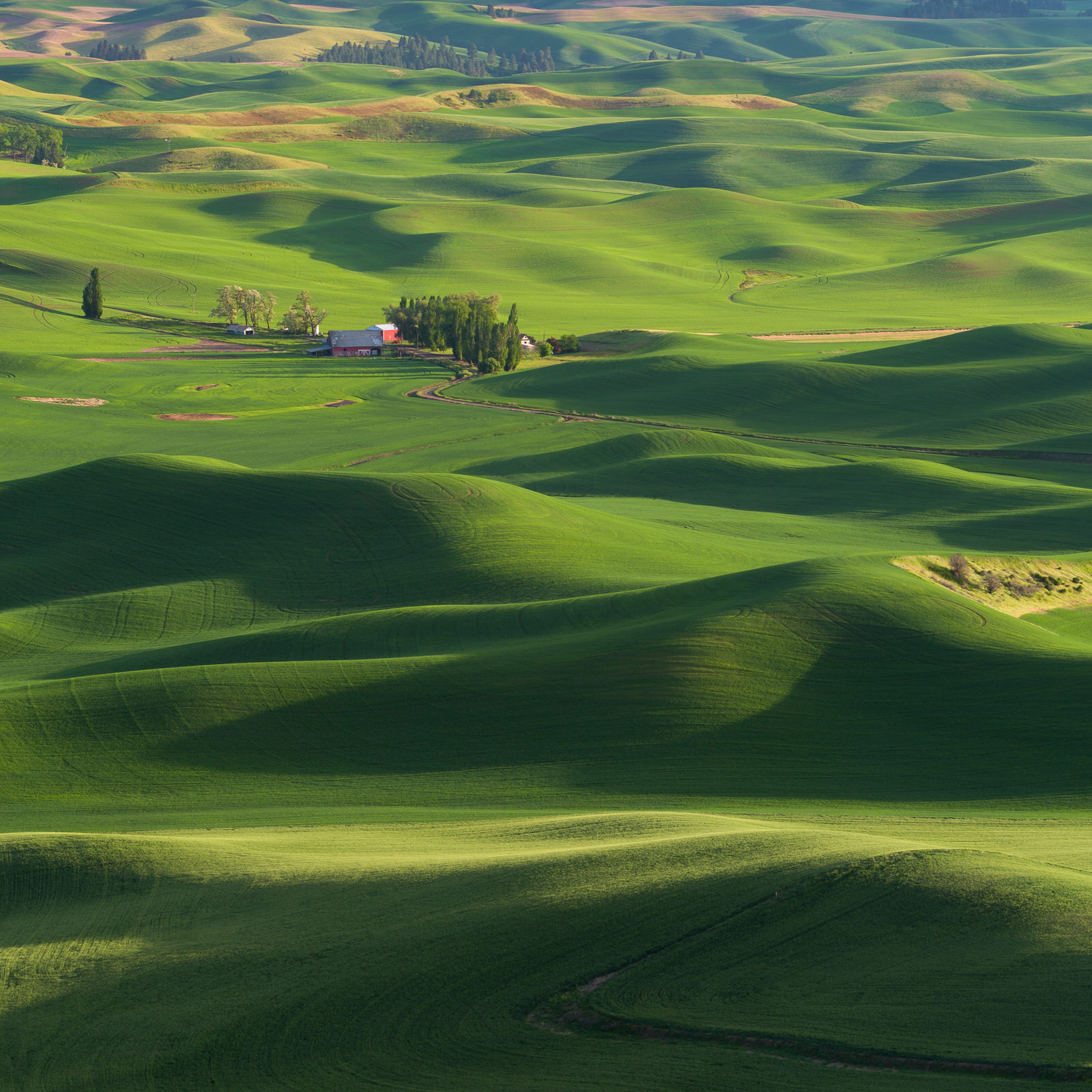  Rolling green hills of the Palouse in spring 