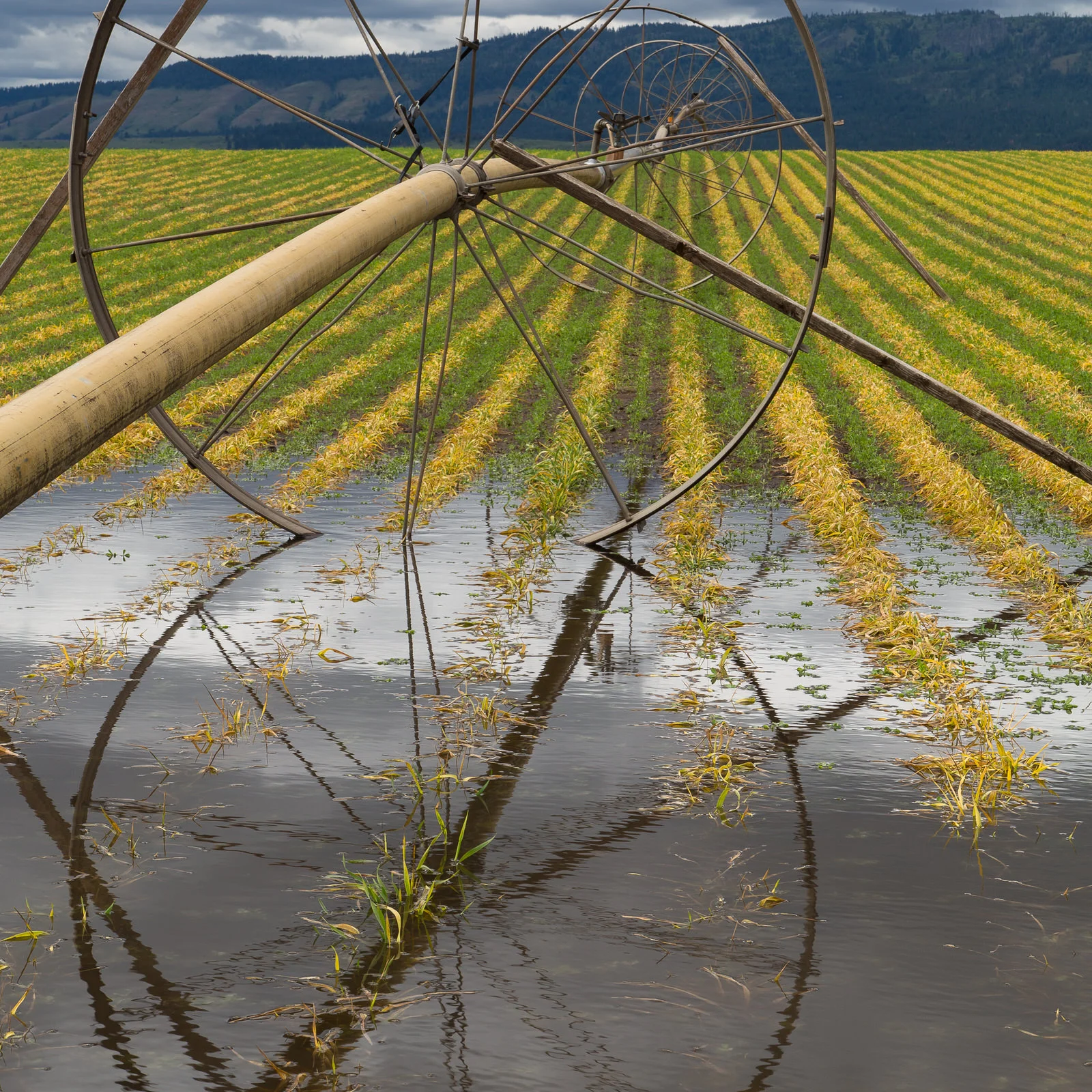 Irrigation wheel line in a field in eastern Oregon