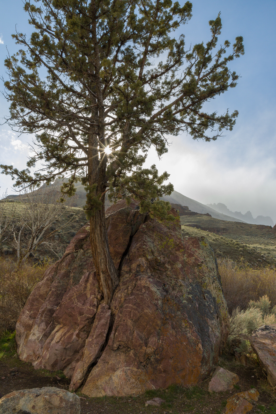  Juniper Tree Growing out of a Rock in the Steens Mountains 