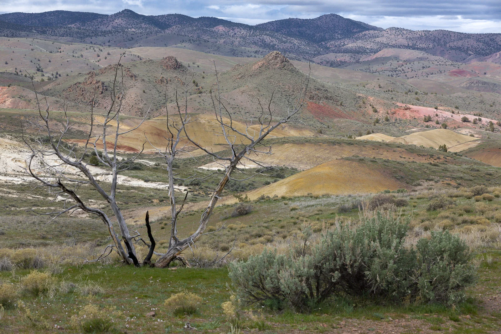 A view to the West from the Painted Hills