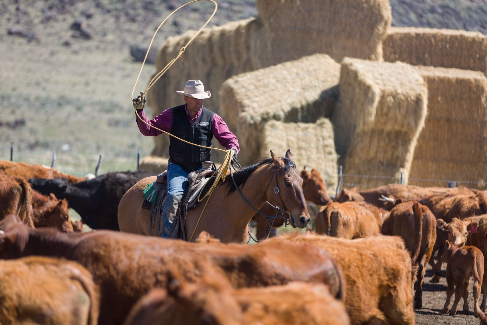  Roping and branding the spring calves 