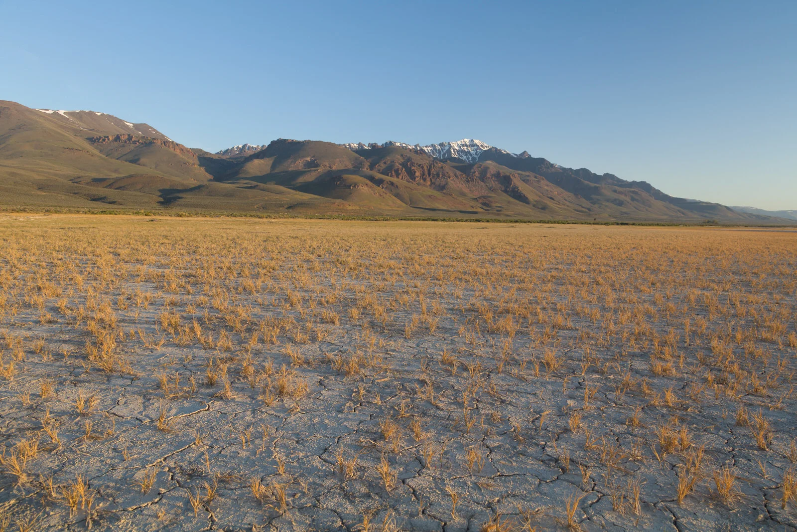 Spring in the Alvord Desert