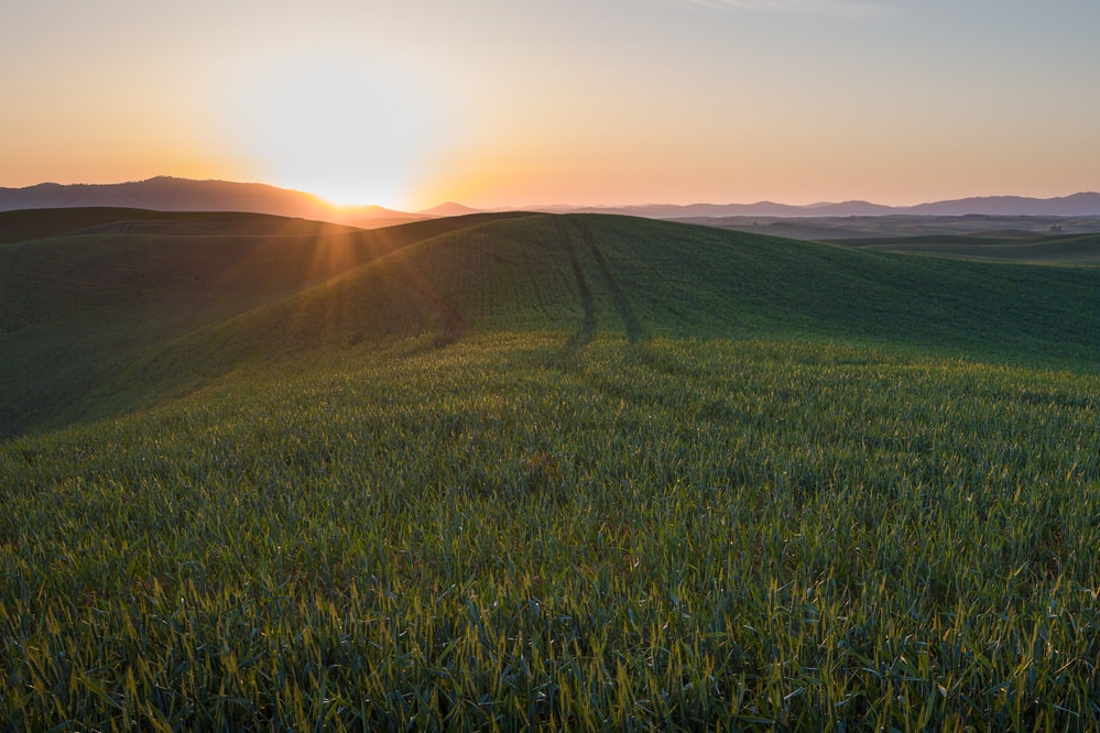  Sunrise panorama over the fields of the Palouse 