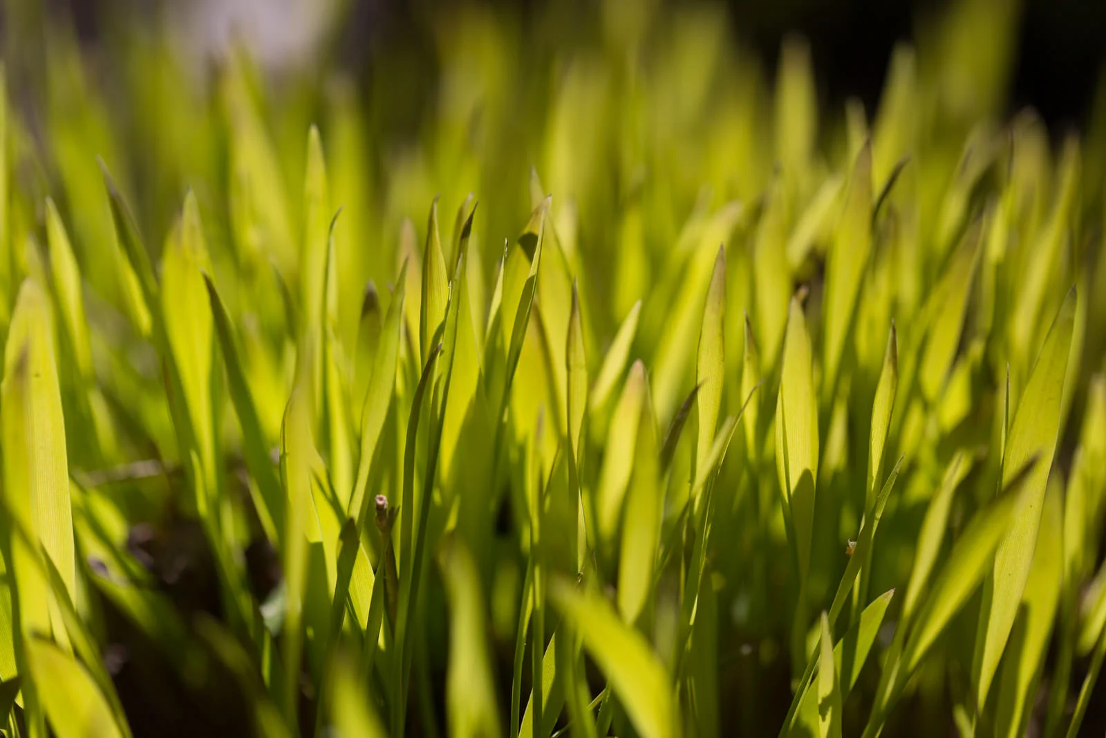 Ornamental grass backlit by the setting sun